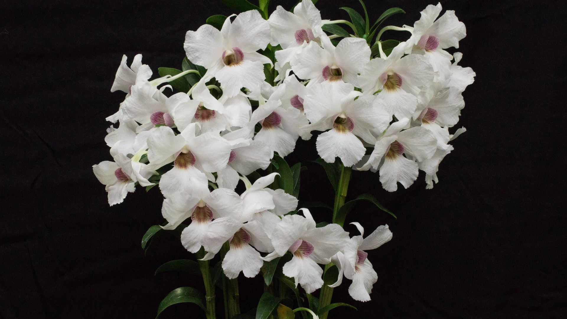 Белые красивые орхидеи на черном фоне