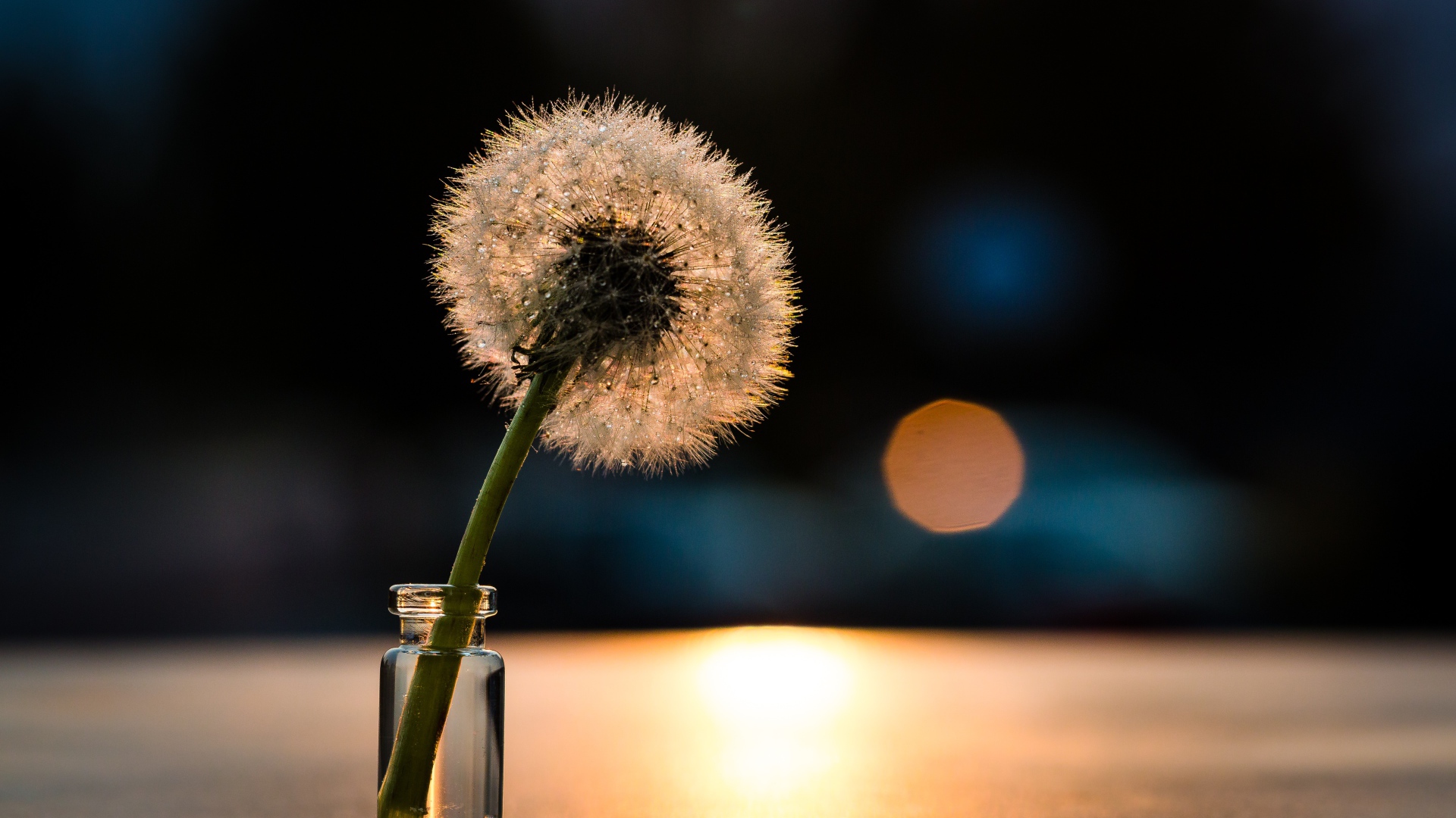 Белый одуванчик в свете солнца на столе