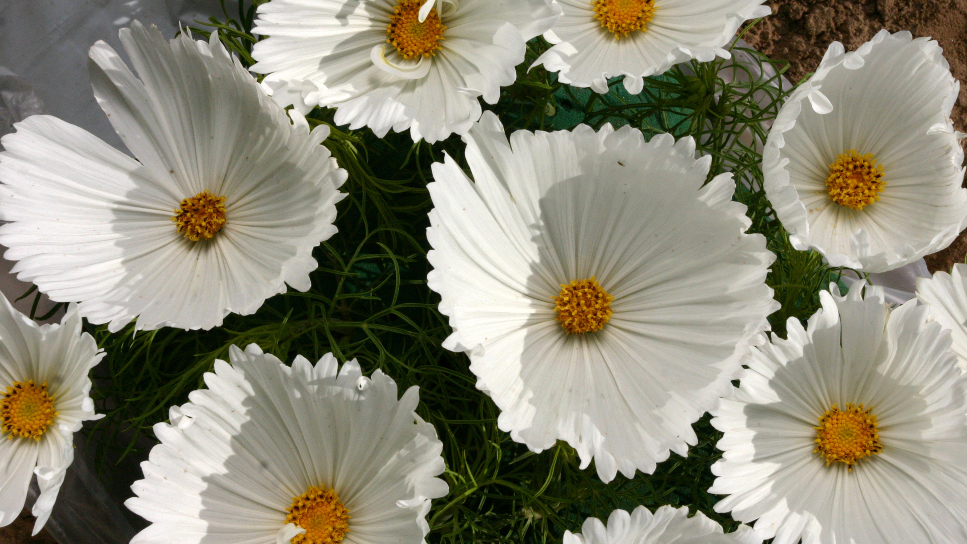 Белые нежные цветы космея крупным планом