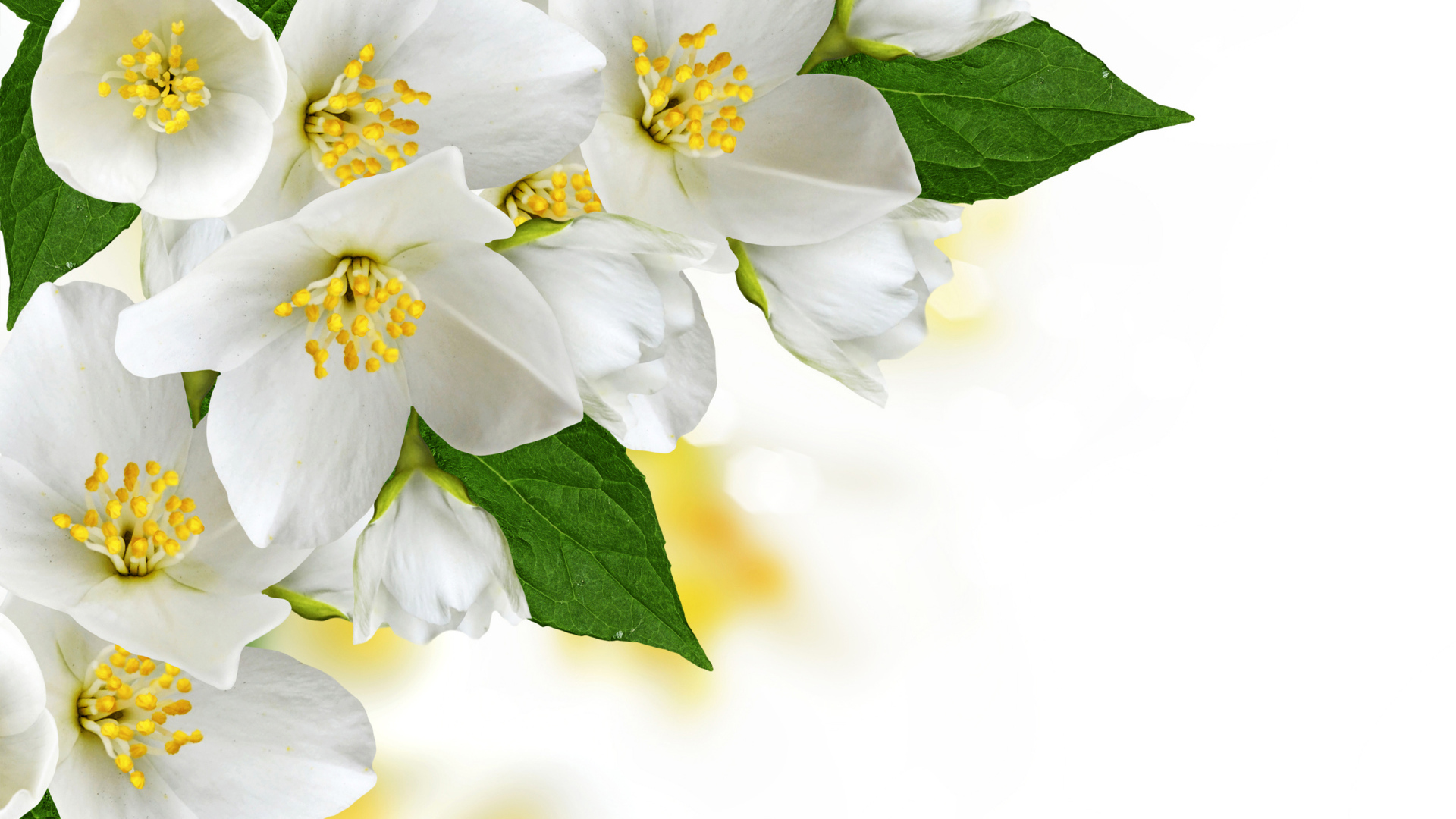 Белые нежные цветы жасмина на белом фоне, шаблон