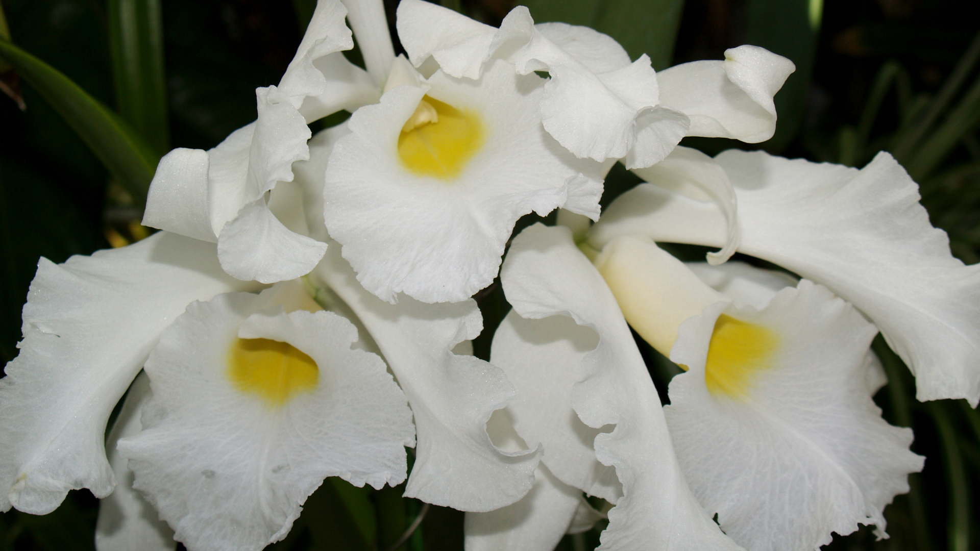 Белые экзотические орхидеи крупным планом