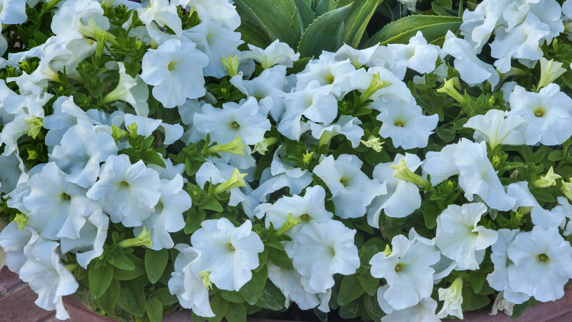 Белые цветы петуния крупным планом