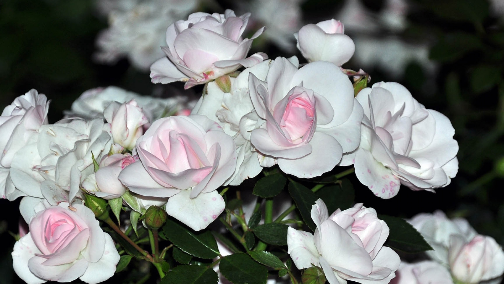 Белые розы с розовыми серединками