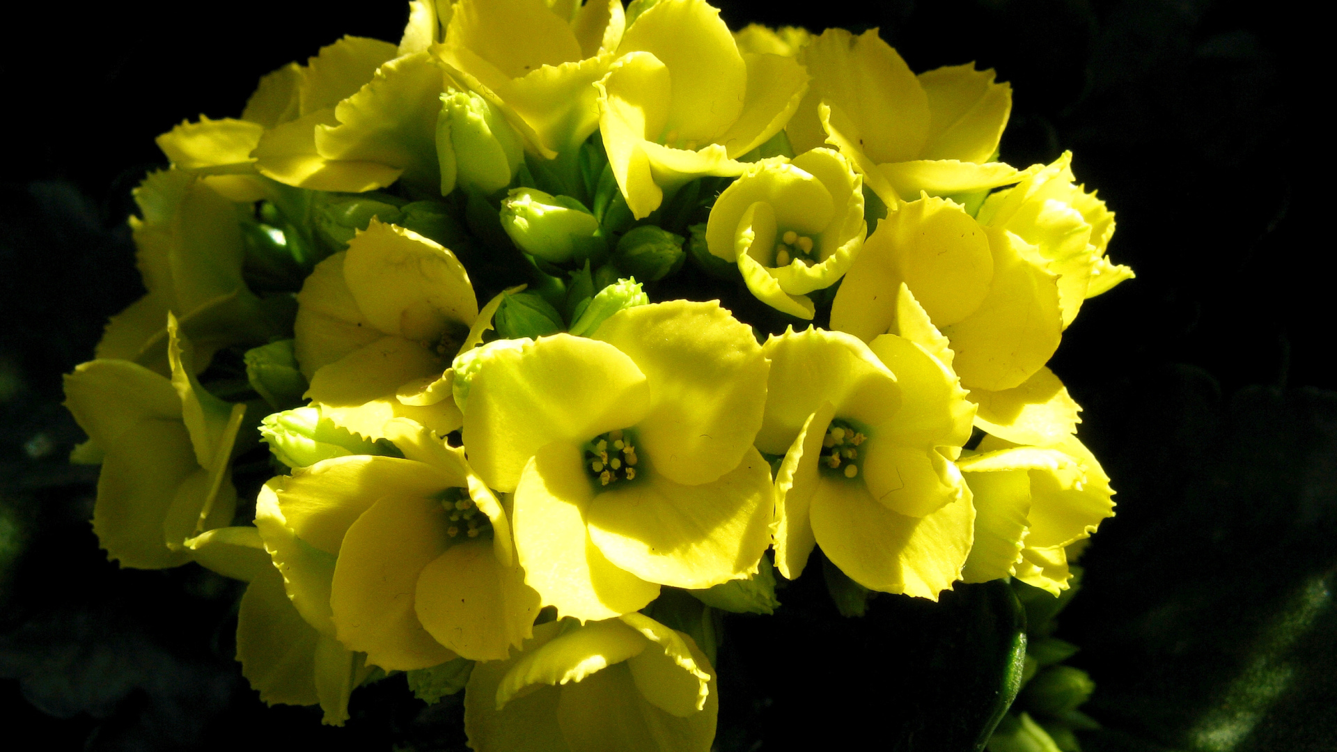 Желтый цветок каланхоэ крупным планом