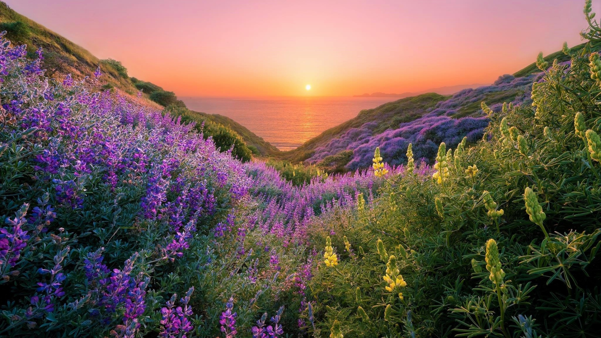 Желтые и сиреневые люпины на склонах береговой линии на закате