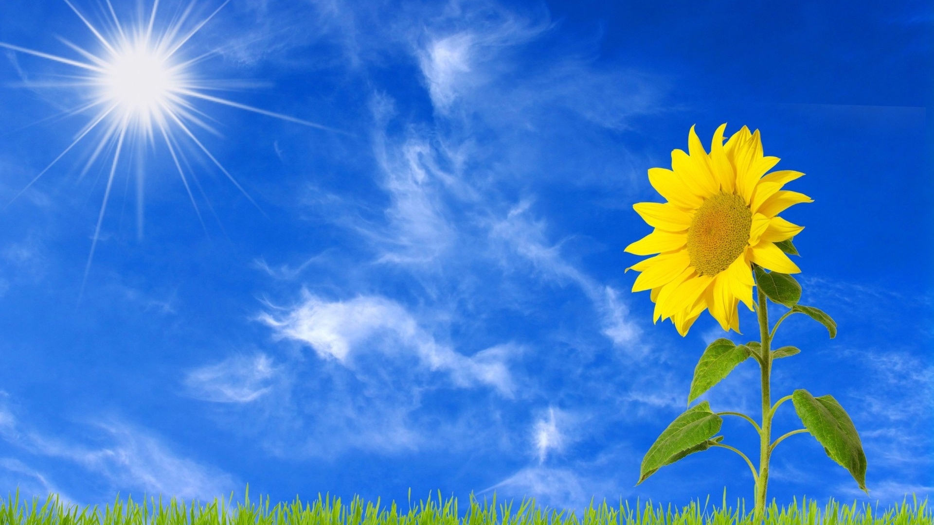 Желтый цветущий подсолнух под ярким солнцем 