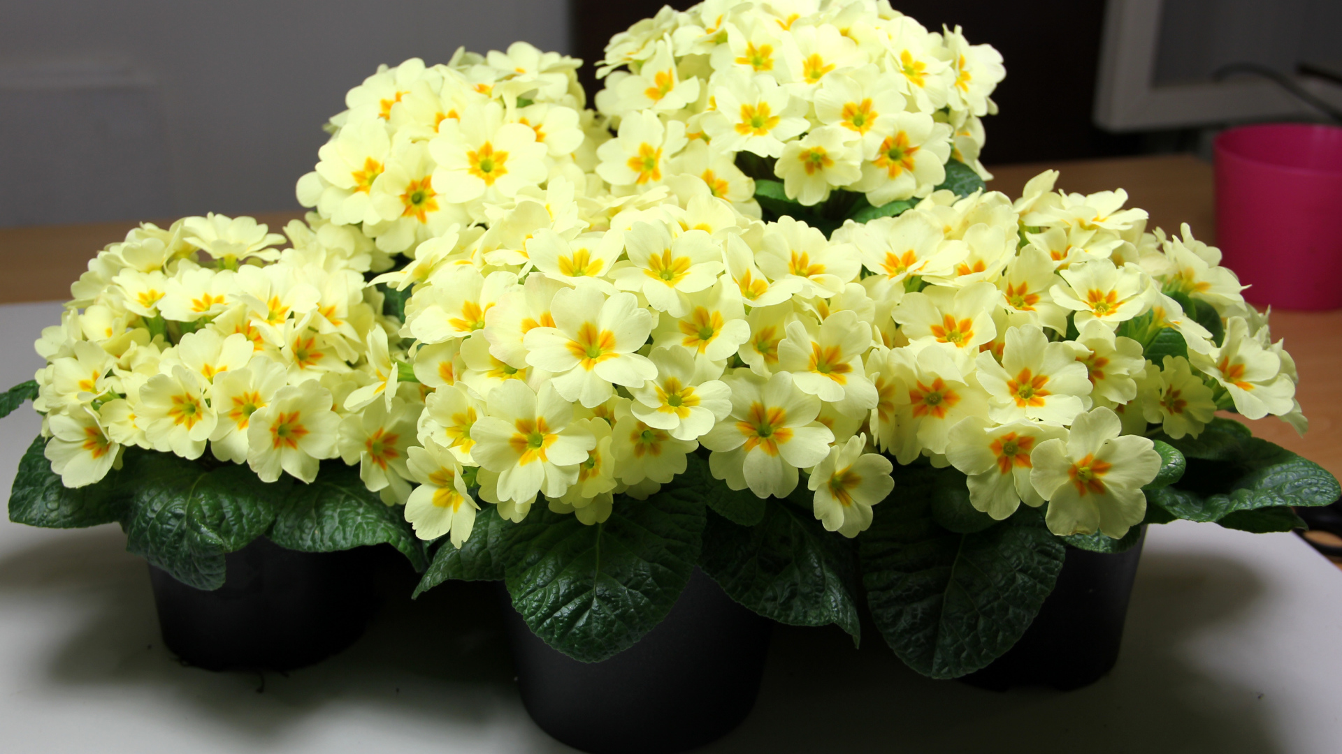 Желтые комнатные цветы примула в горшочках