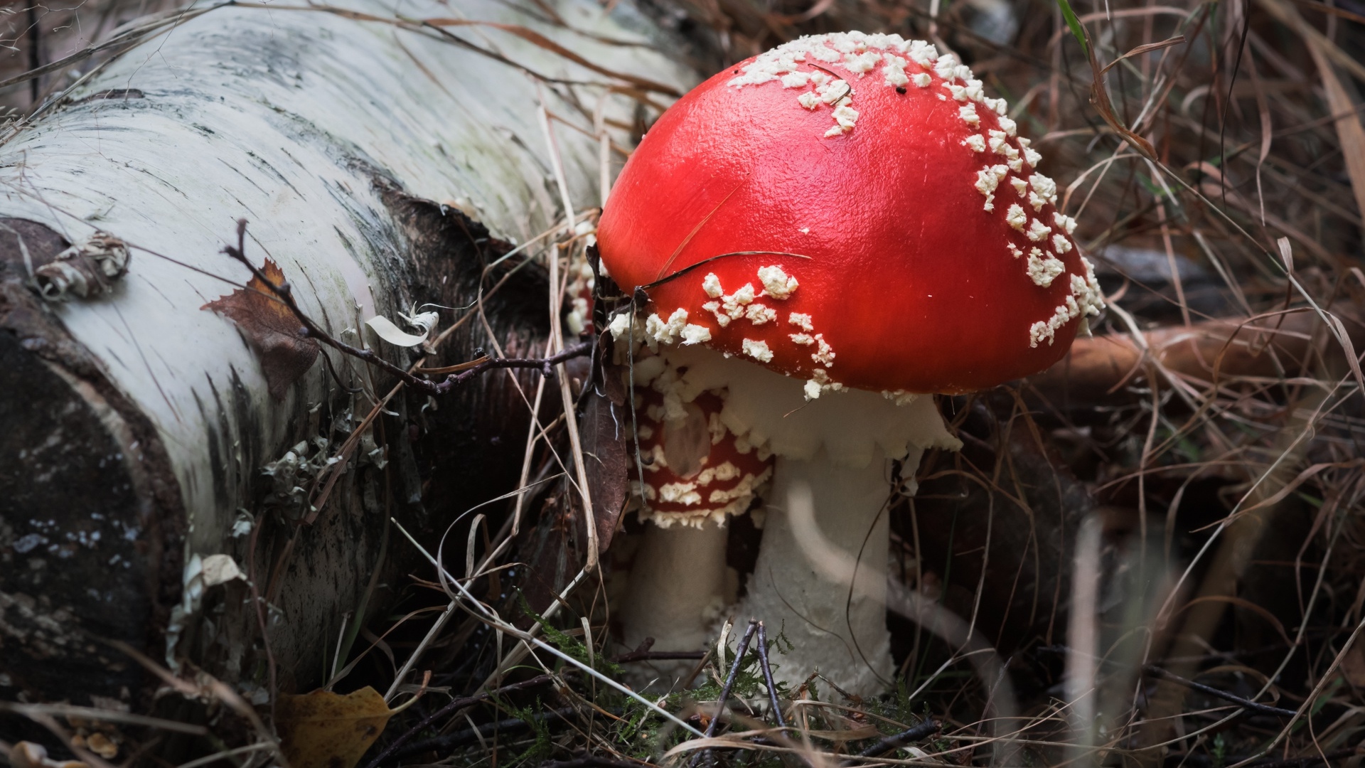 Красивый гриб мухомор с красной шляпкой у сухой березы