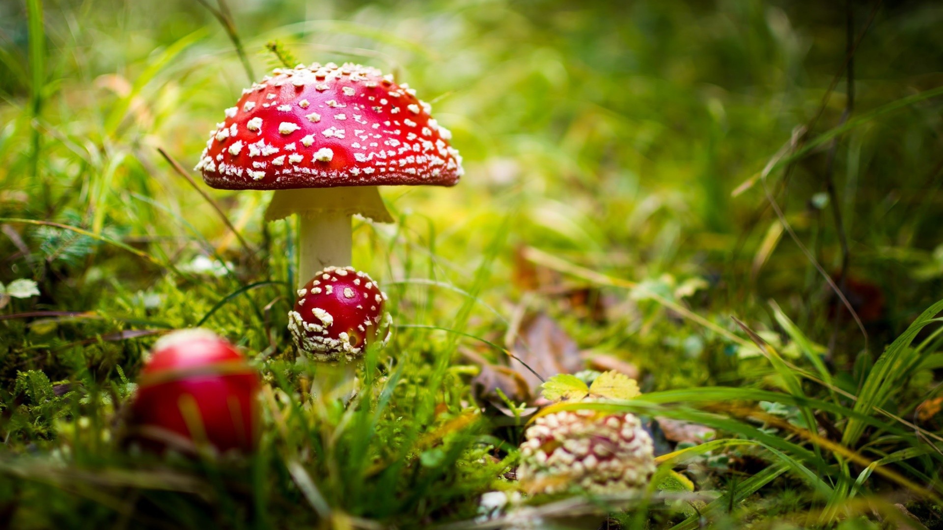 Red mushrooms of amanita in the forest