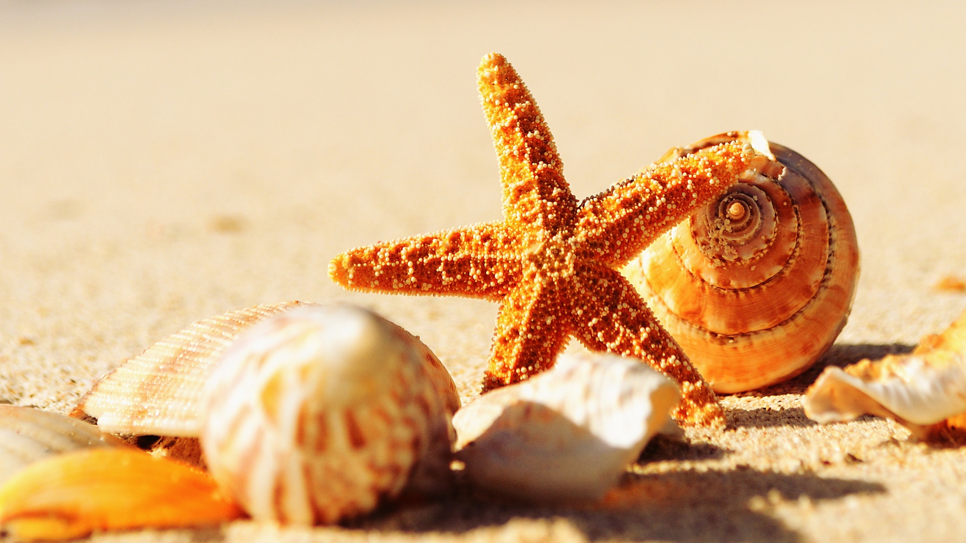 Ракушки и морская звезда на теплом желтом песке летом