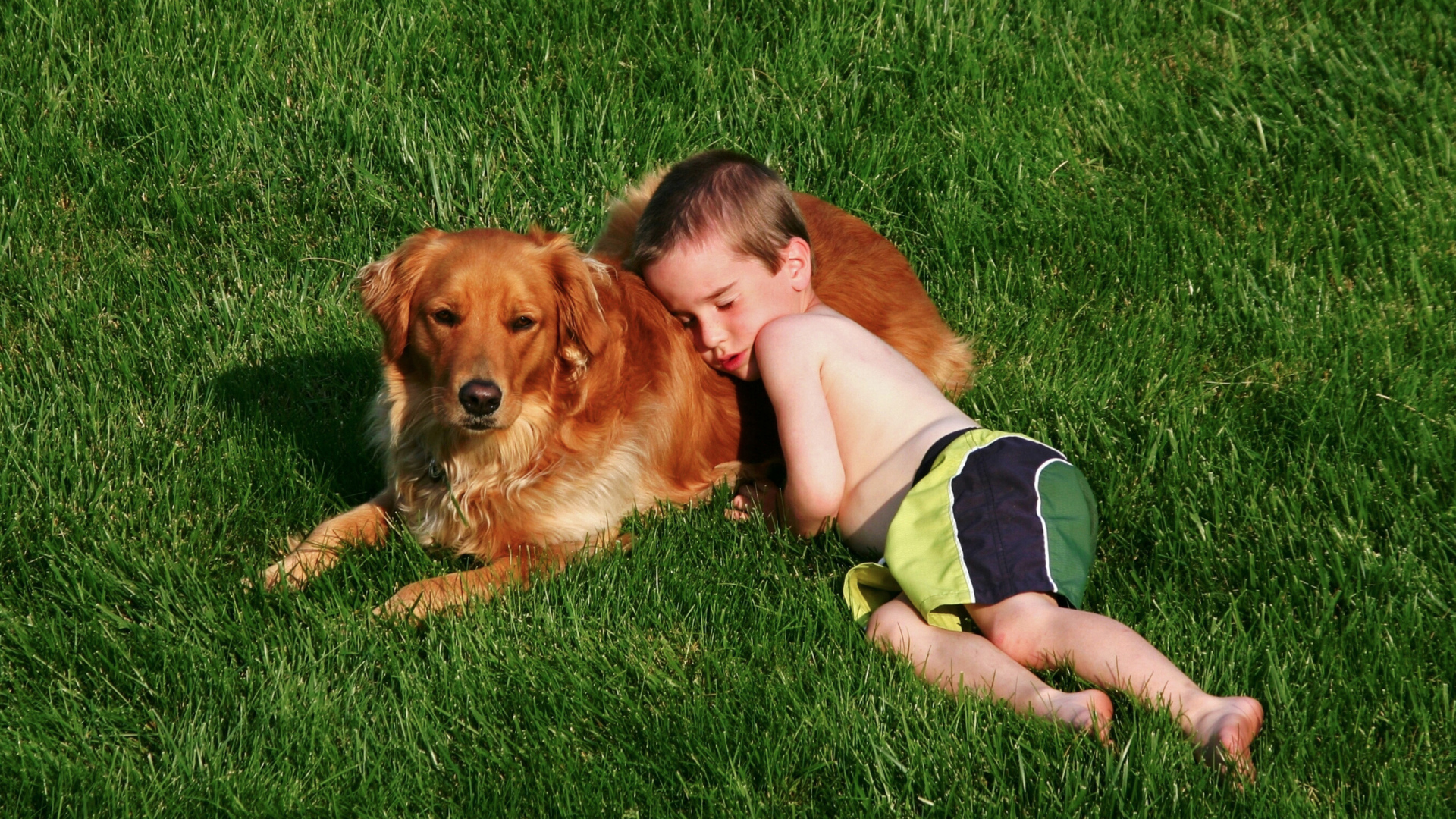 Маленький мальчик спит с золотистым ретривером на зеленой траве