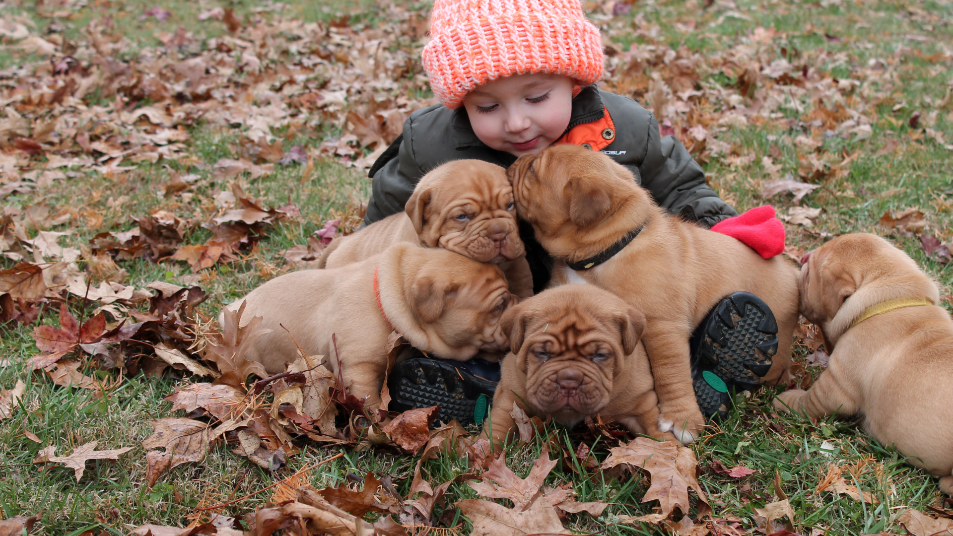 Маленькая девочка сидит с щенками на земле покрытой сухими листьями