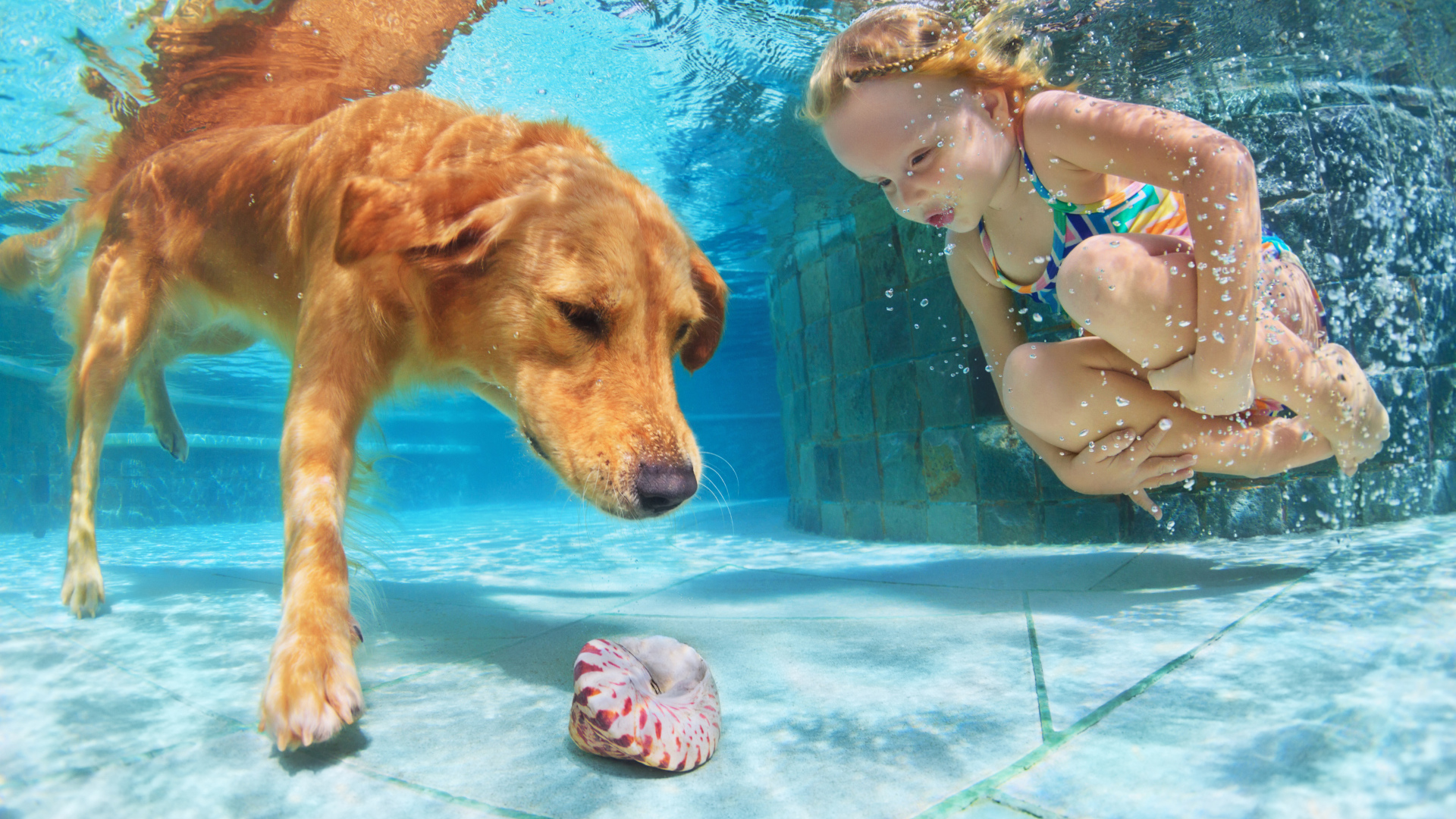 Маленькая девочка плавает в бассейне с большой рыжей собакой