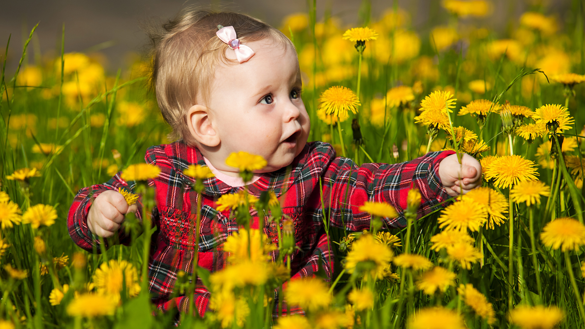 Маленькая девочка сидит в желтых одуванчиках