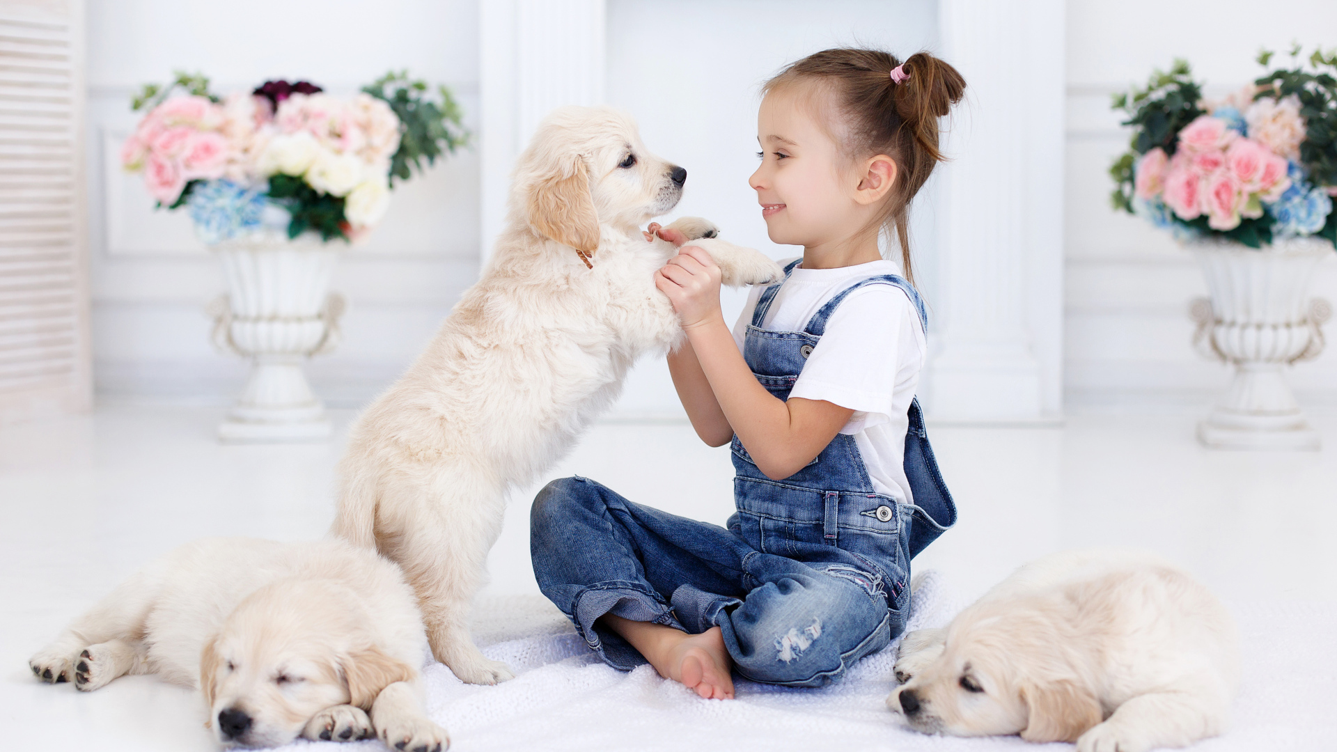 Маленькая девочка играет со щенками золотистого ретривера