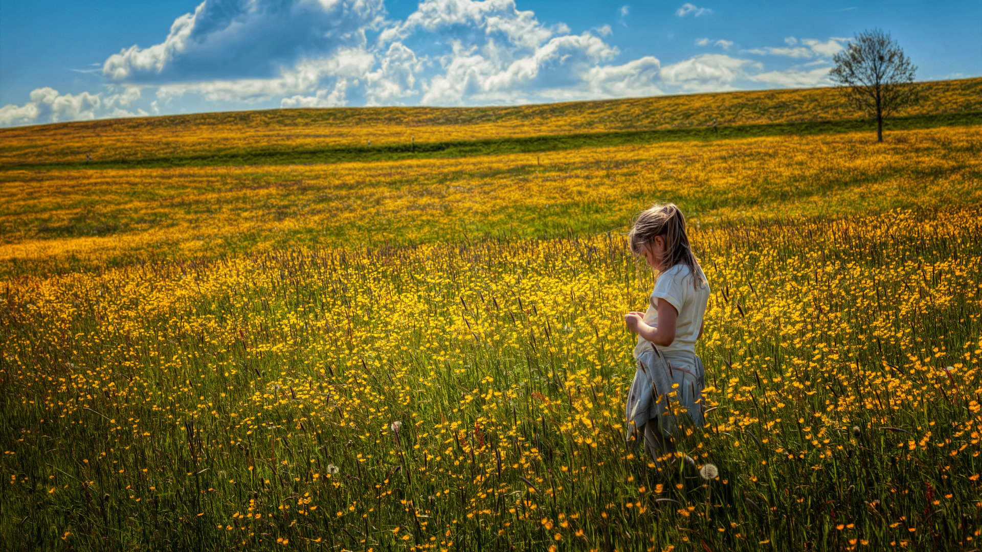 Маленькая девочка гуляет по полю с желтыми цветами