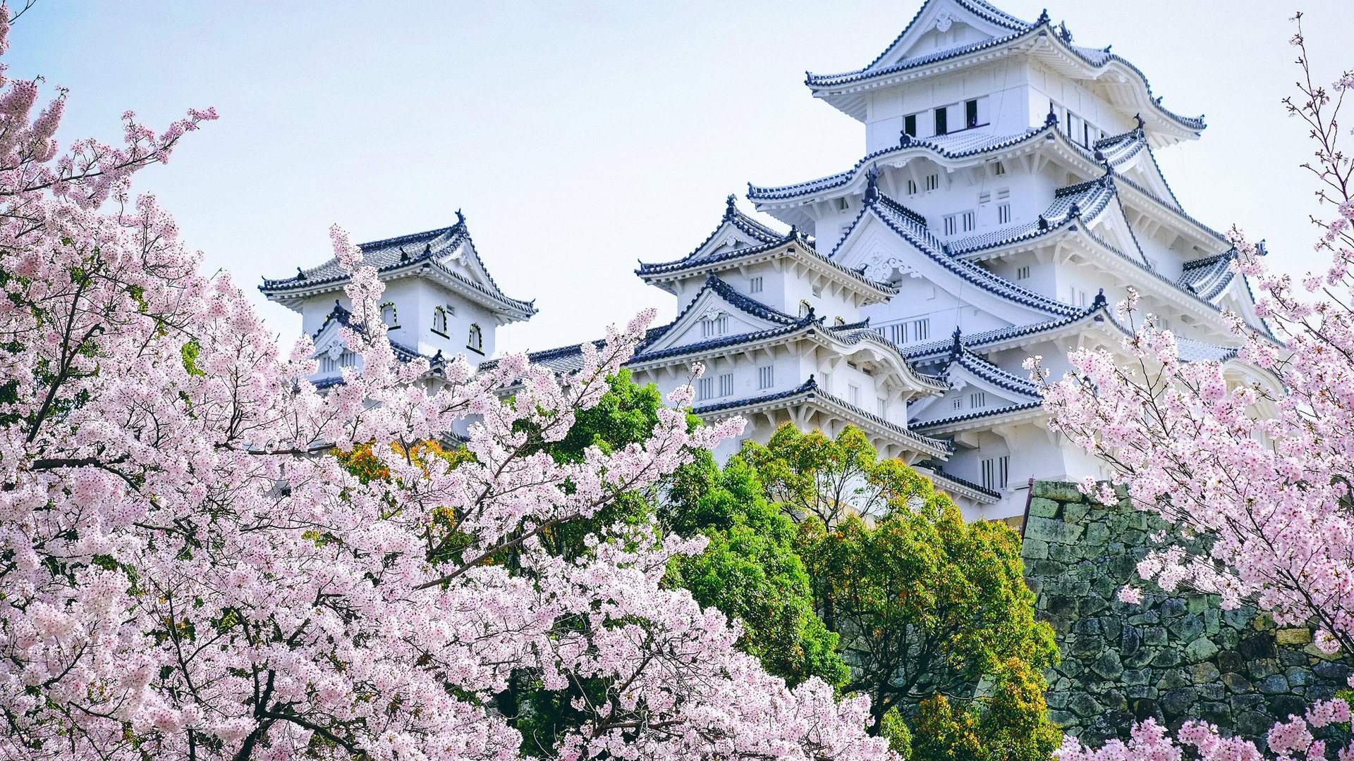 Ancient Himeji Castle gardens cherry blossoms, Japan