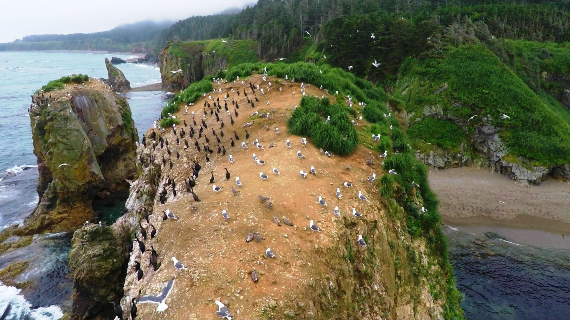 Колонии птиц. Мыс Великан, Сахалин. Россия 