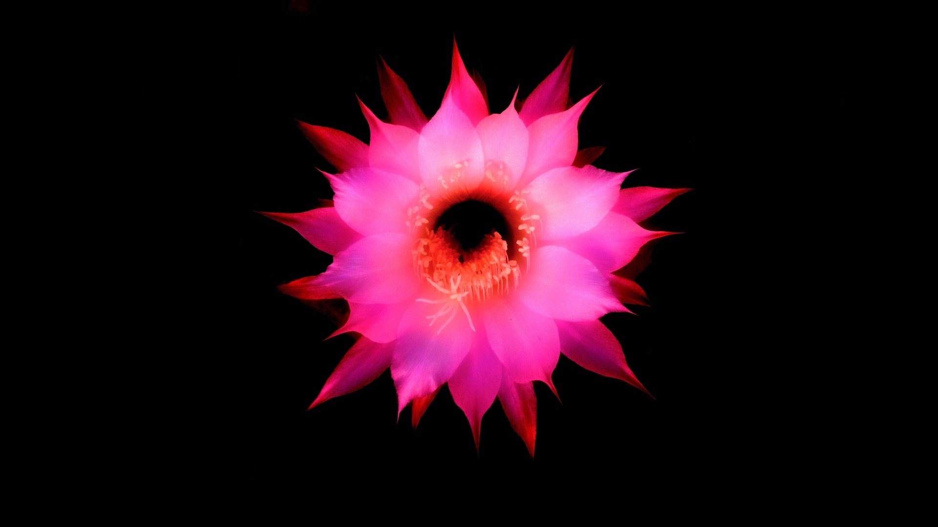 Розовый цветок на черном фоне, 3д графика