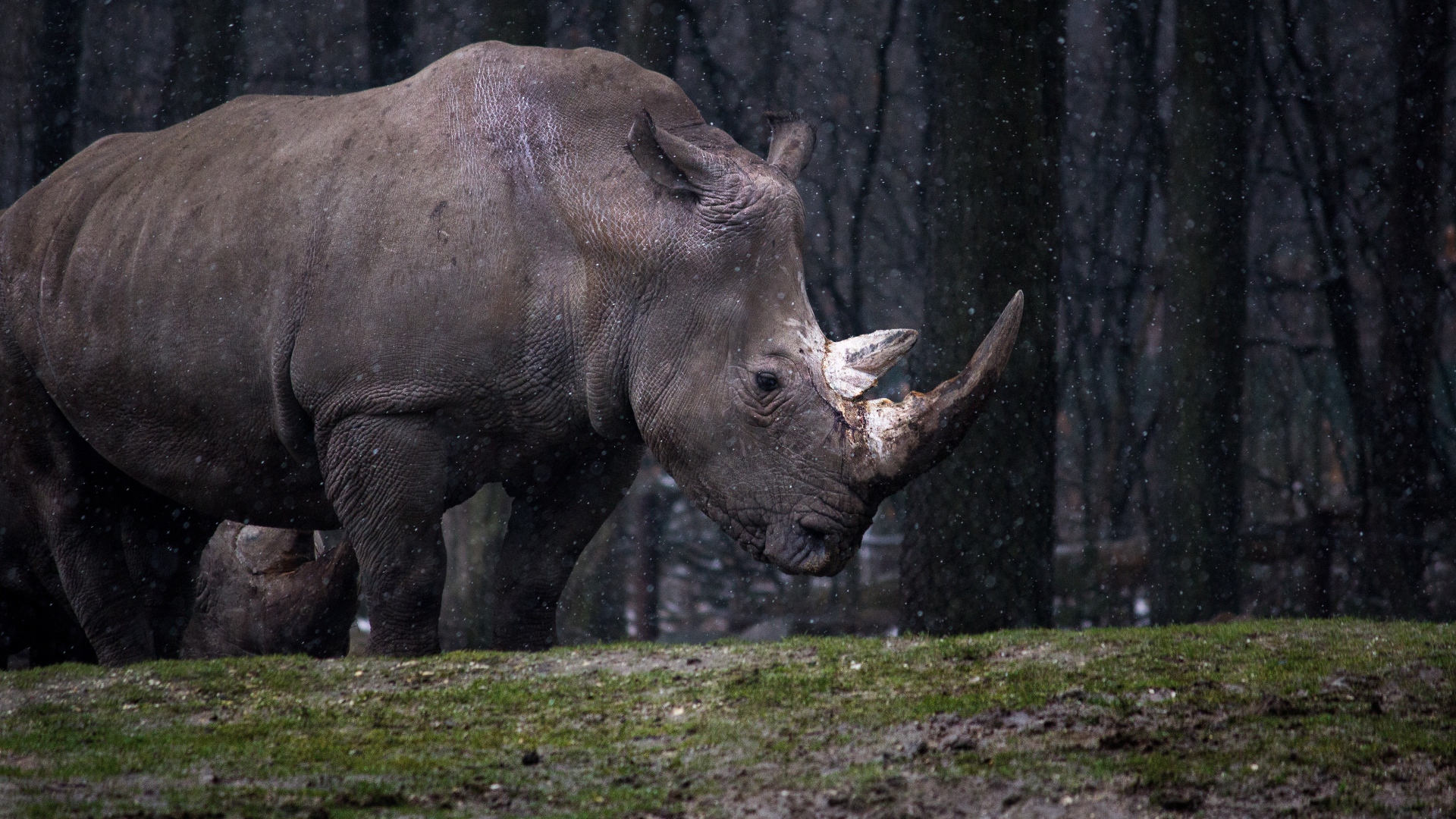 Большой носорог в лесу