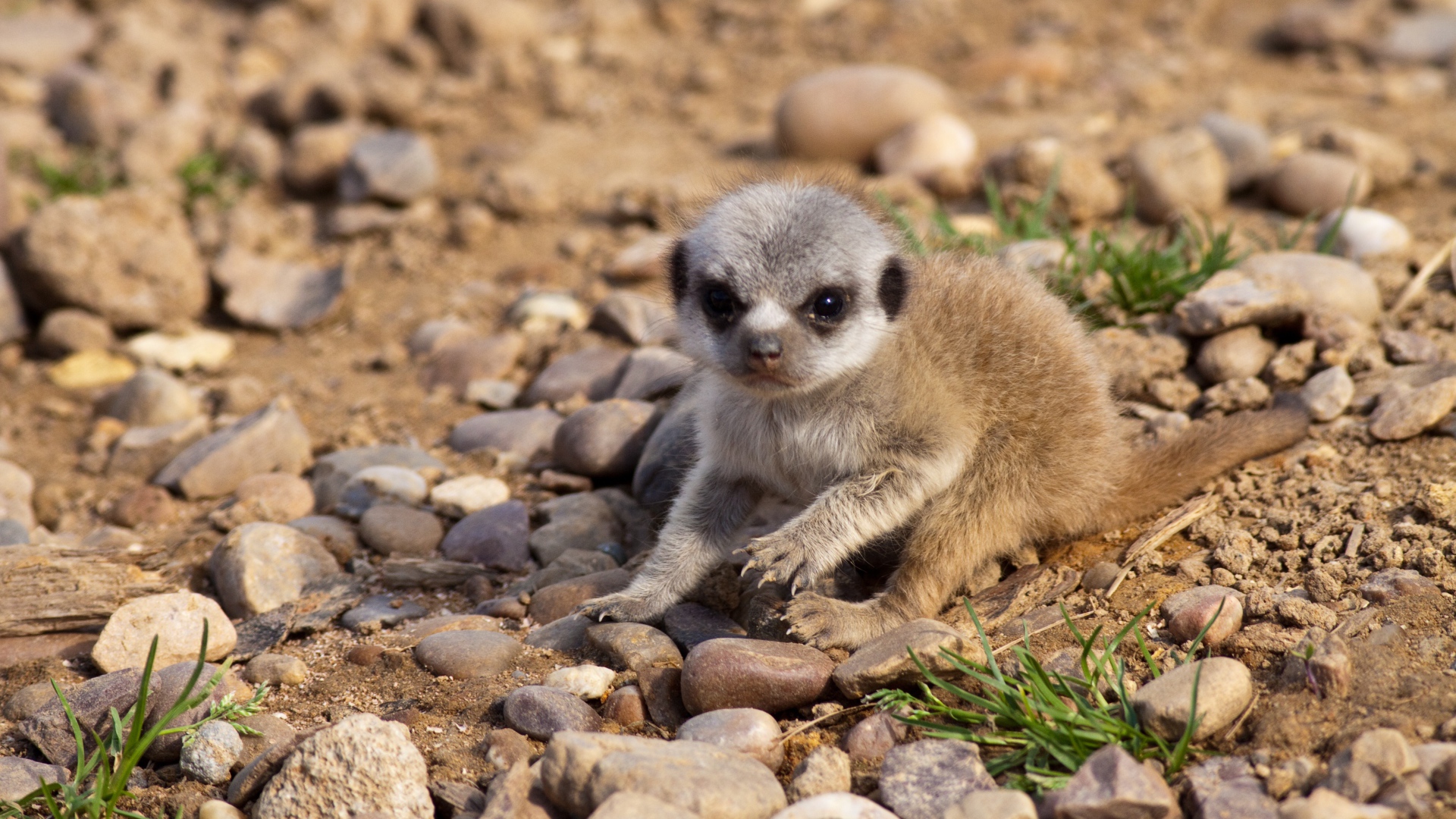 Маленький сурикат сидит на мелких камнях