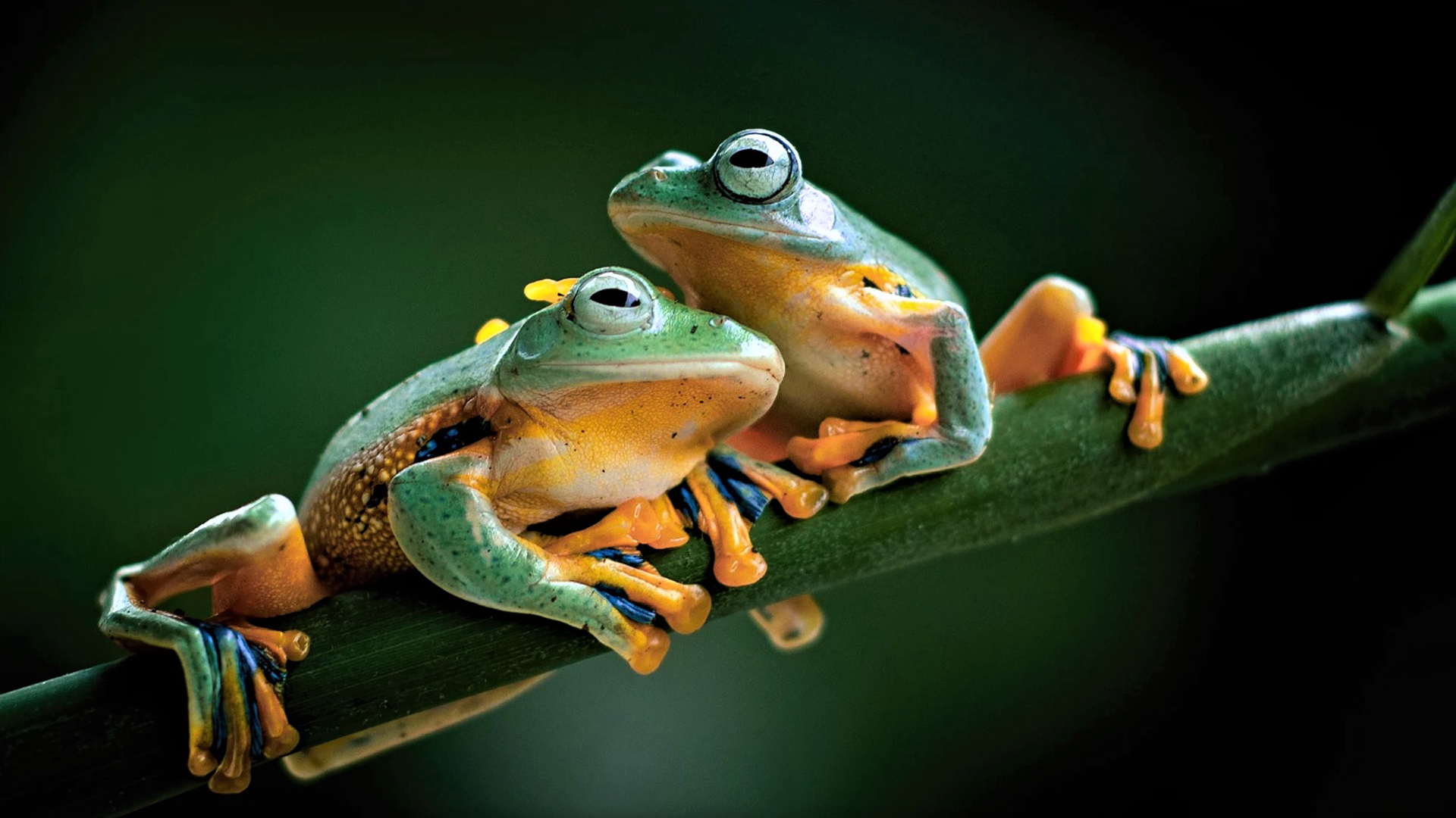 Two green frogs are sitting on a green branch