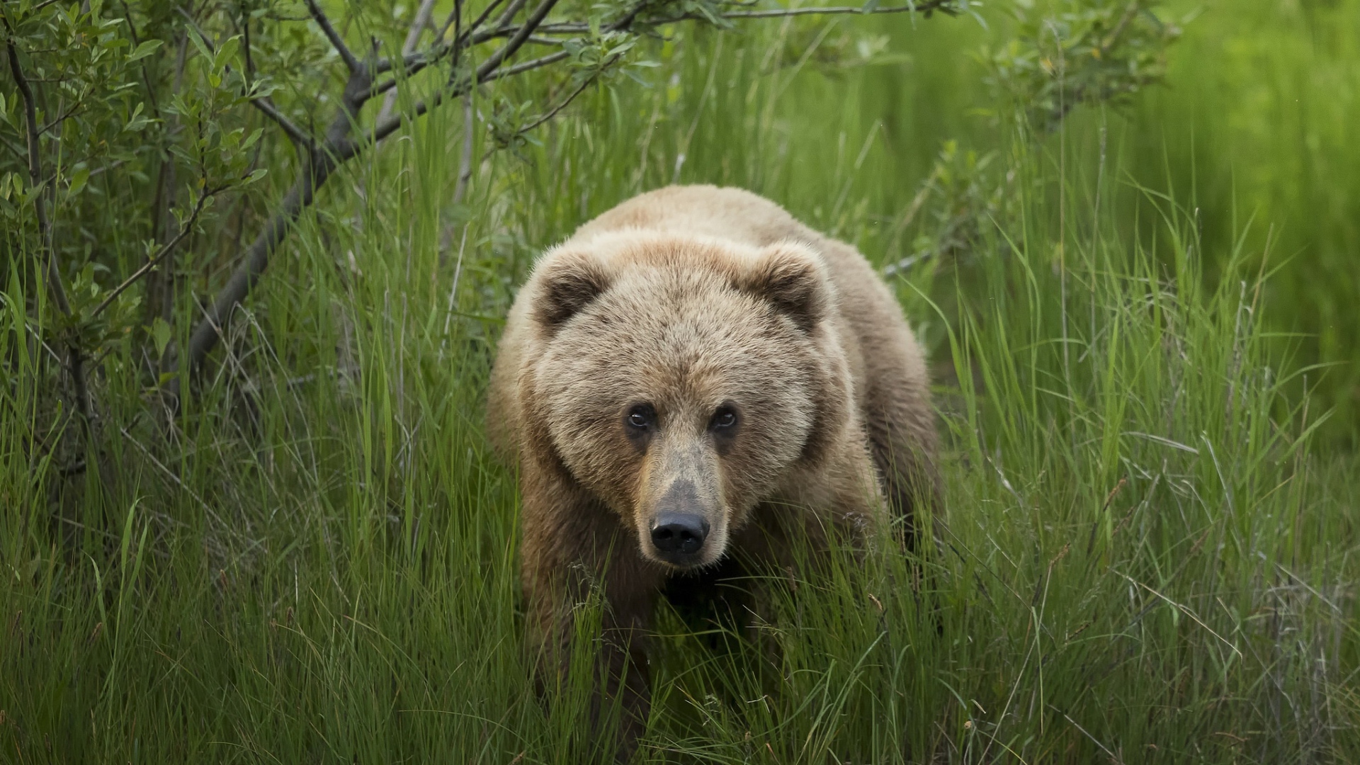 Большой бурый медведь в зеленой траве 