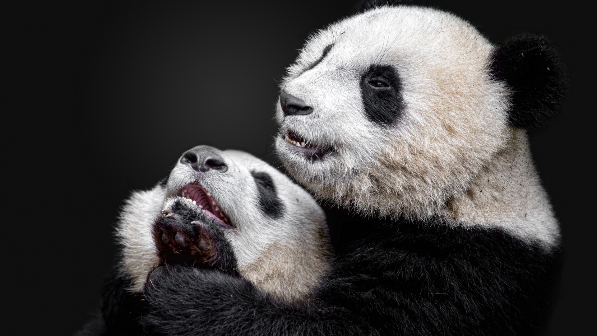 Большая панда с детенышем на сером фоне