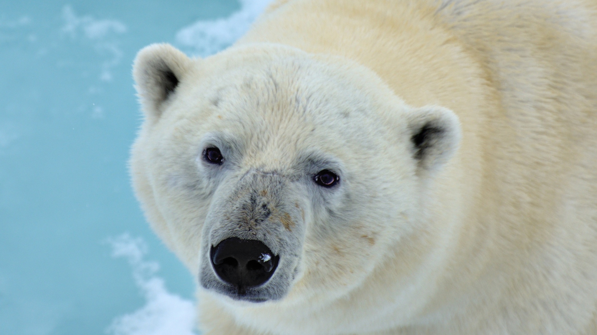 Большой полярный медведь крупным планом