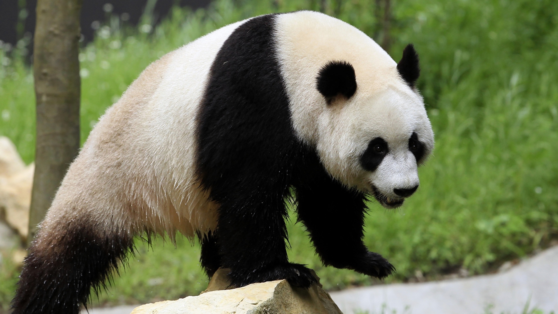 Мокрый большой медведь панда стоит на камне