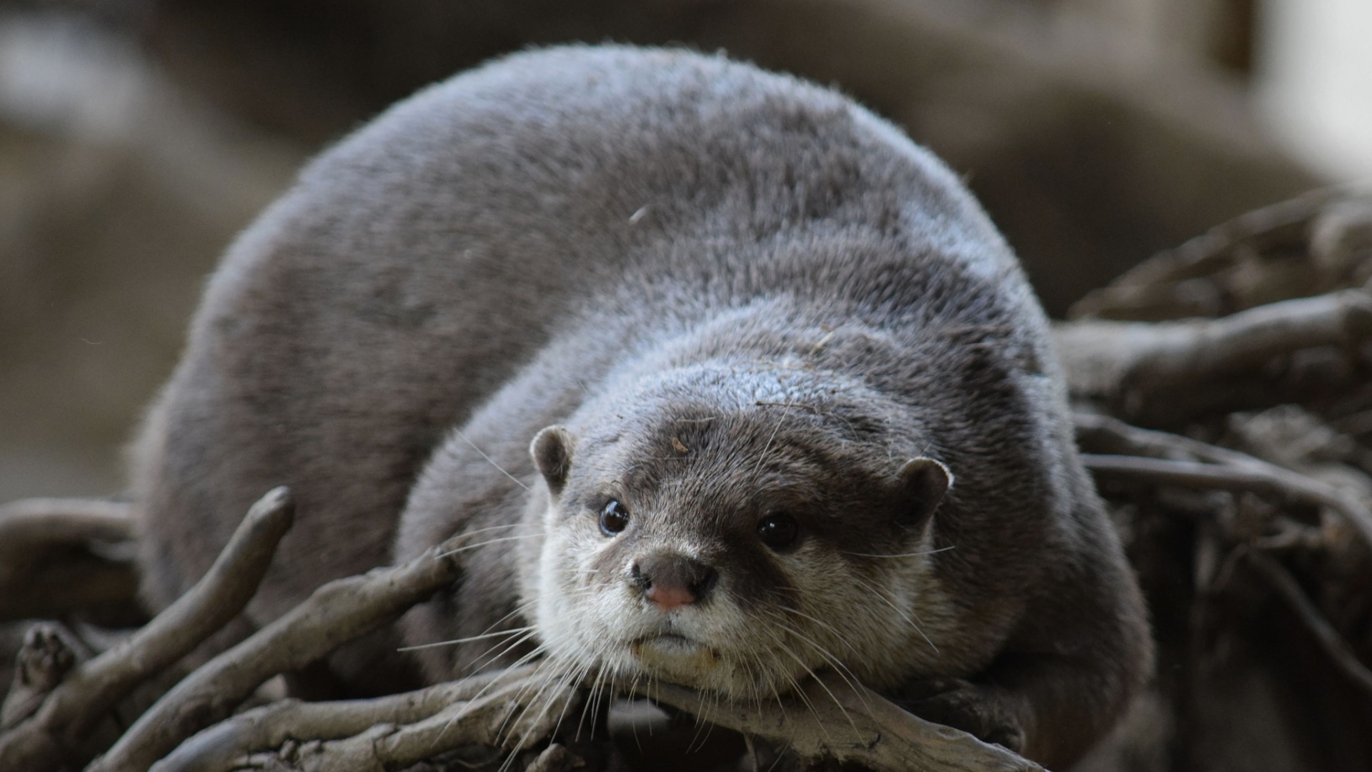 Серая выдра лежит на сухих ветках 