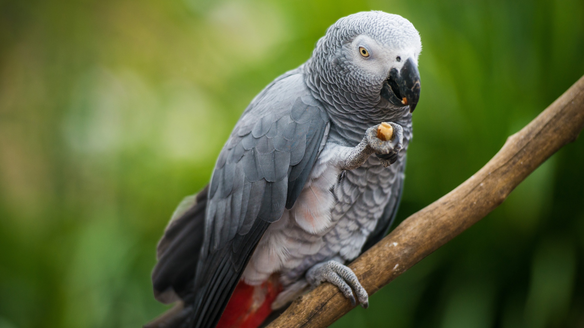 Серый попугай сидит на ветке