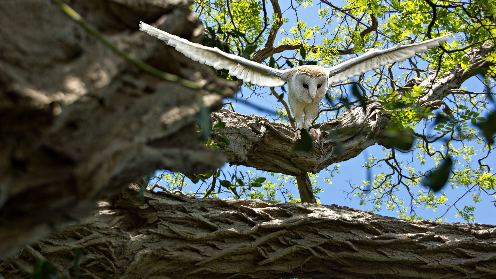 Большая белая сова взлетает с ветки