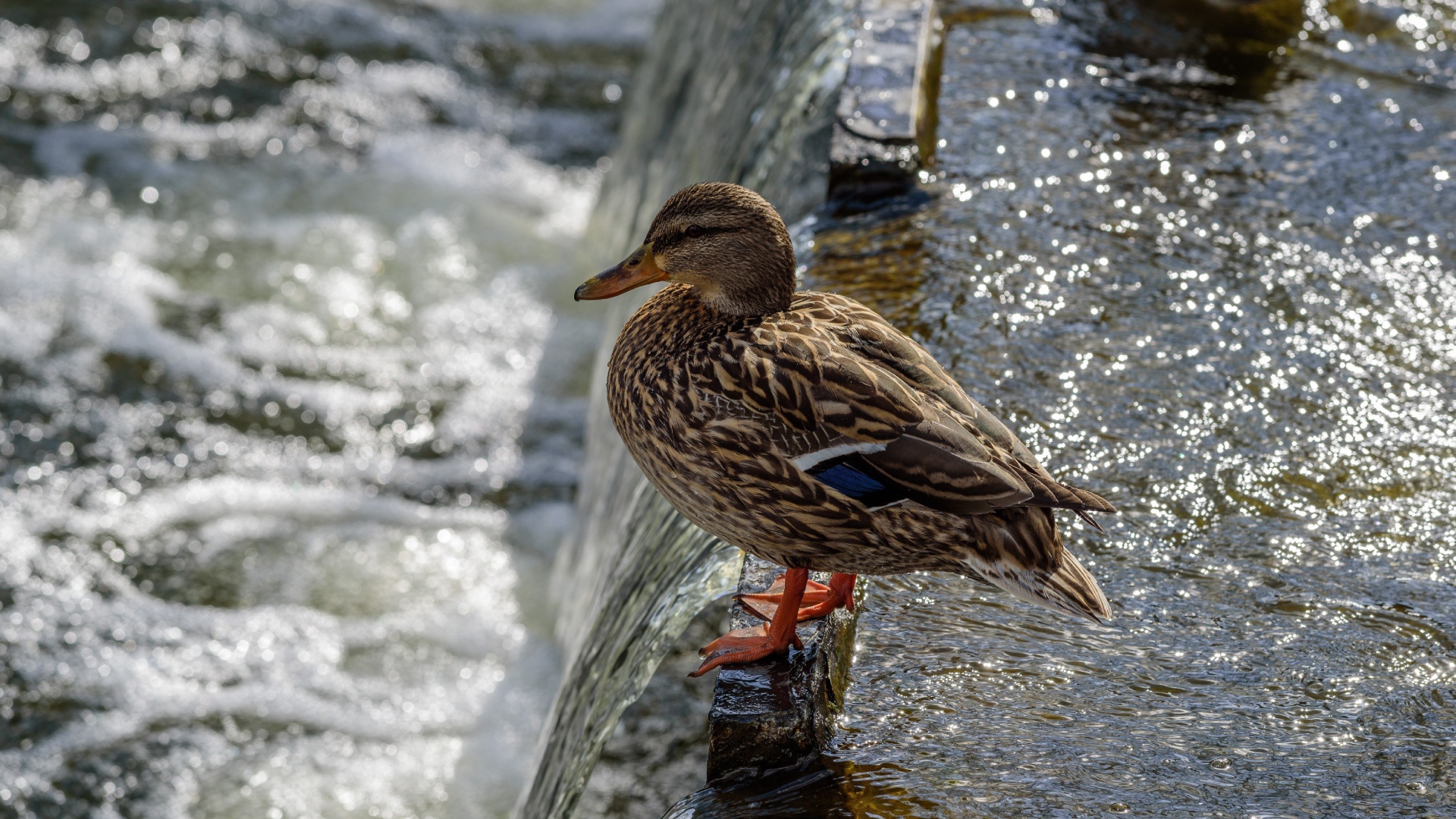 Маленькая серая утка у воды