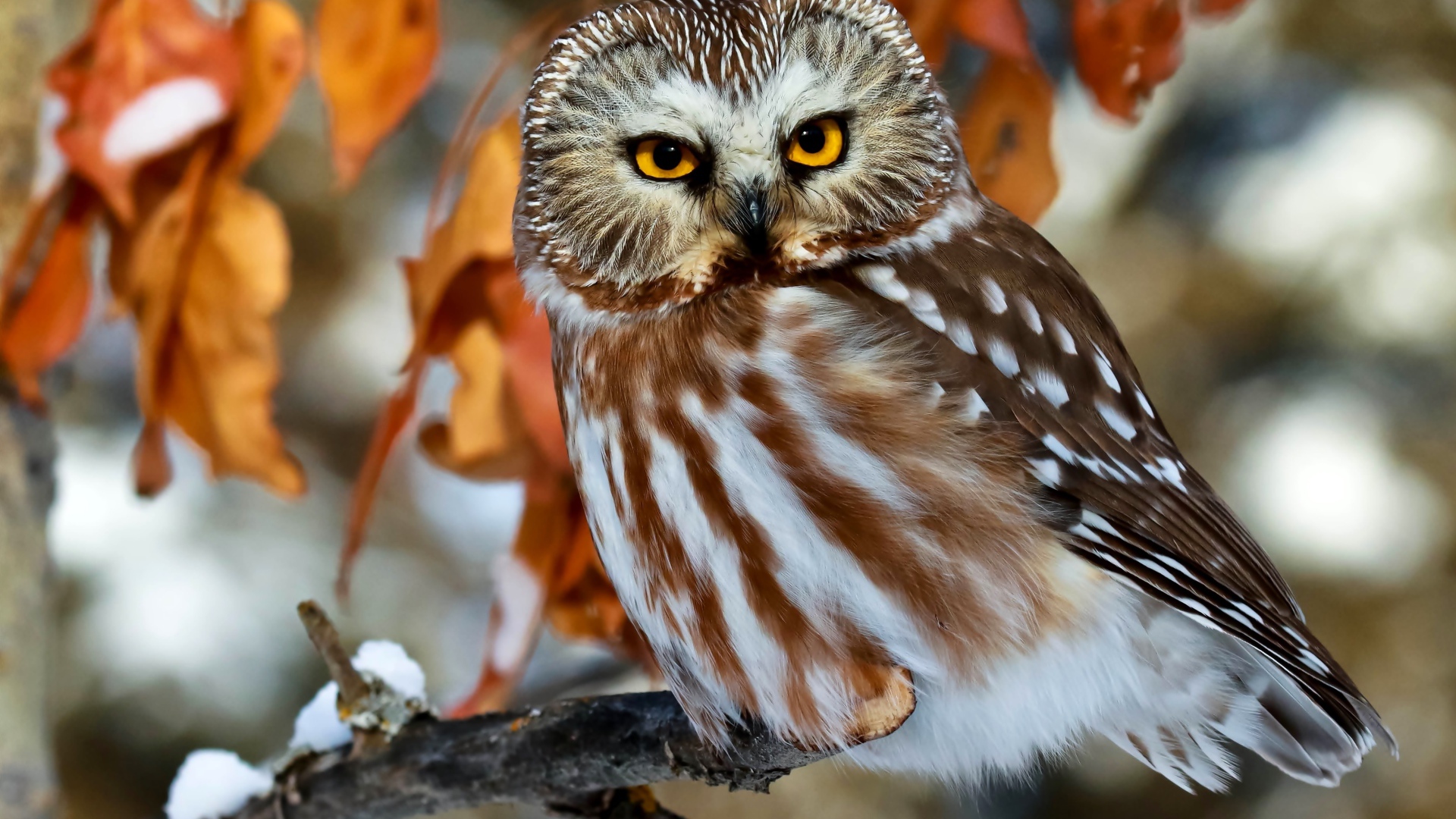 Красивая большая сова с желтыми глазами сидит на ветке