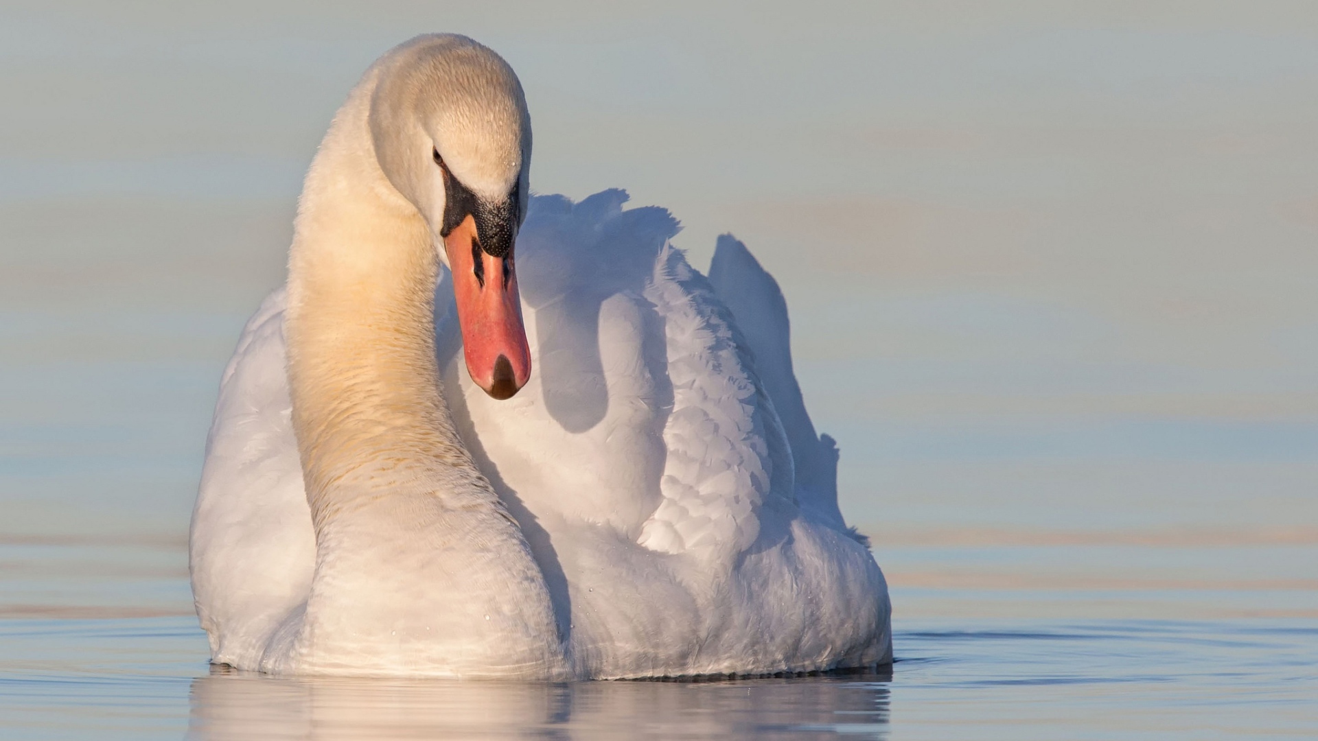 Красивый белый лебедь в воде