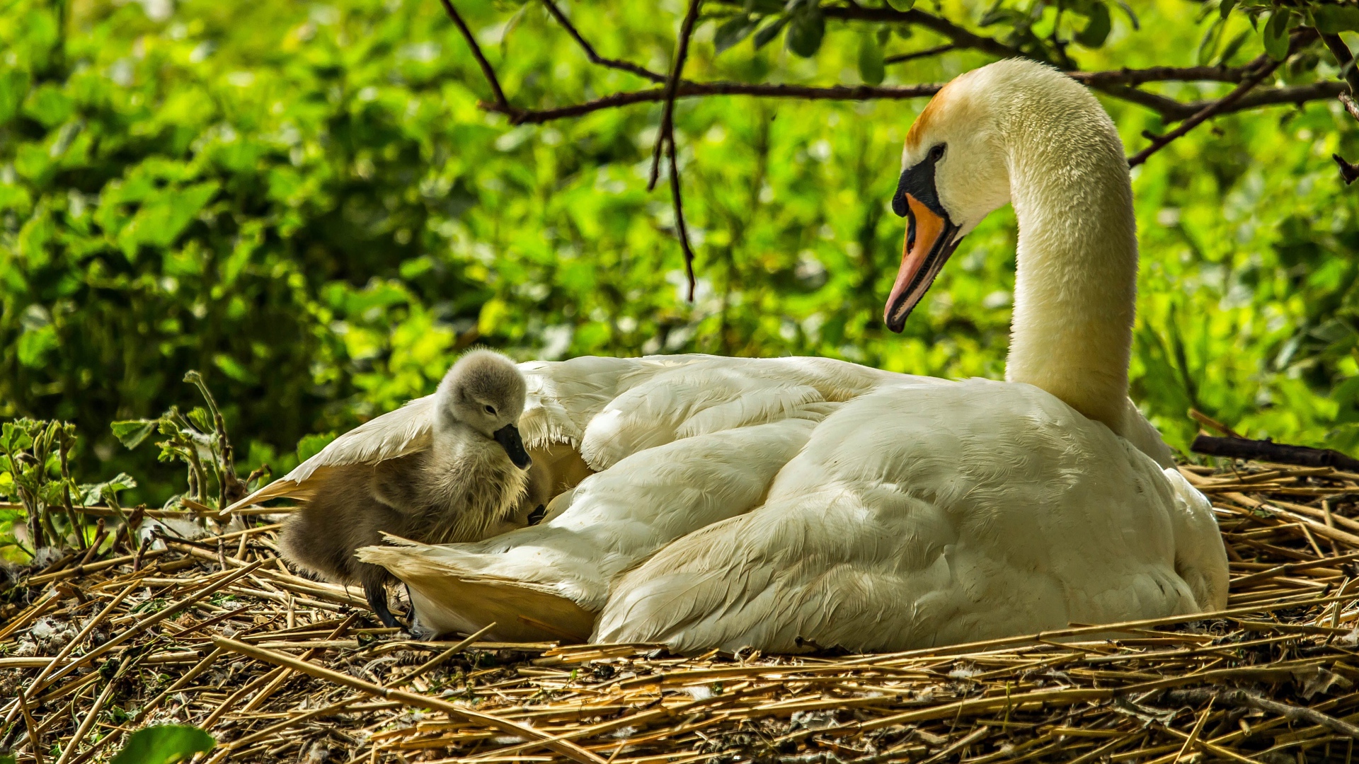 Красивый белый лебедь с птенцами в гнезде