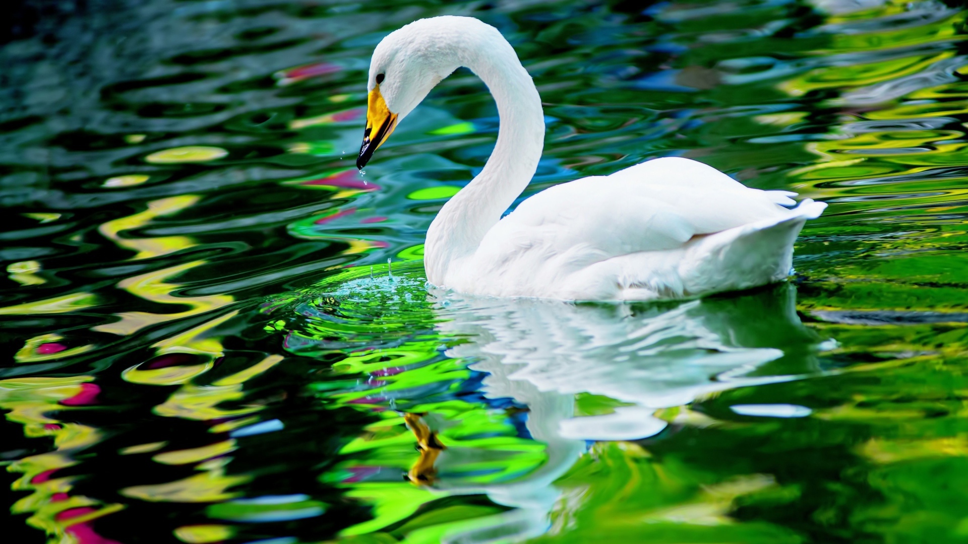 Большой красивый белый лебедь в воде