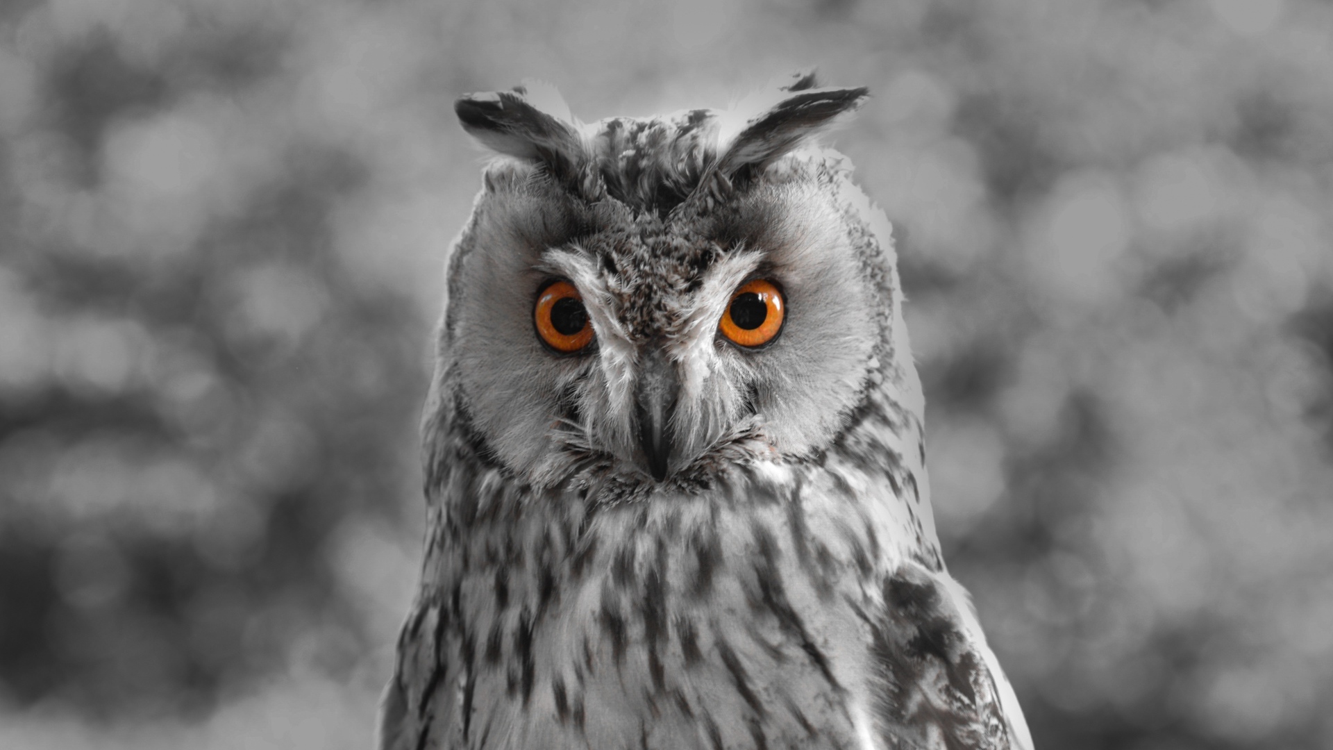 Большая серая сова с желтыми глазами