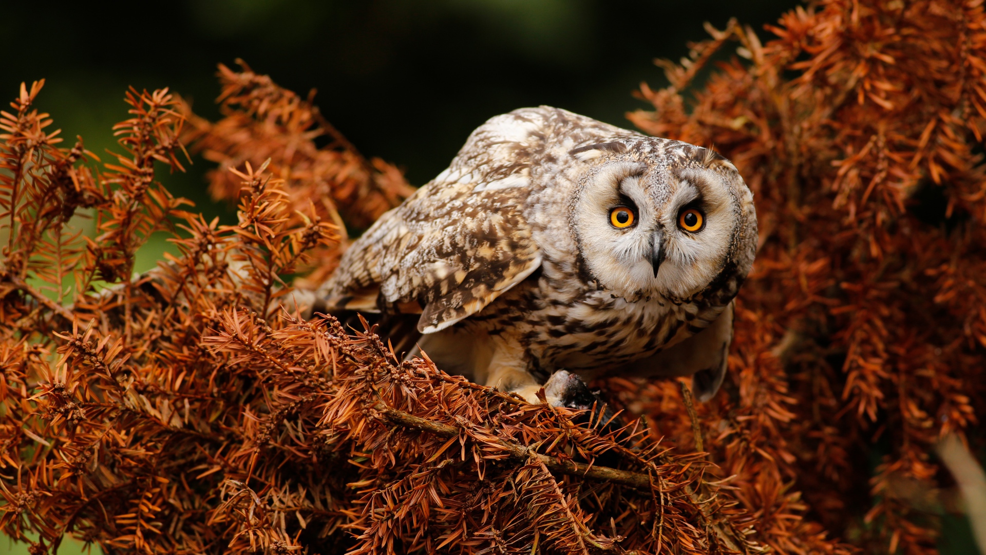 Большая сова с желтыми глазами на ветке 