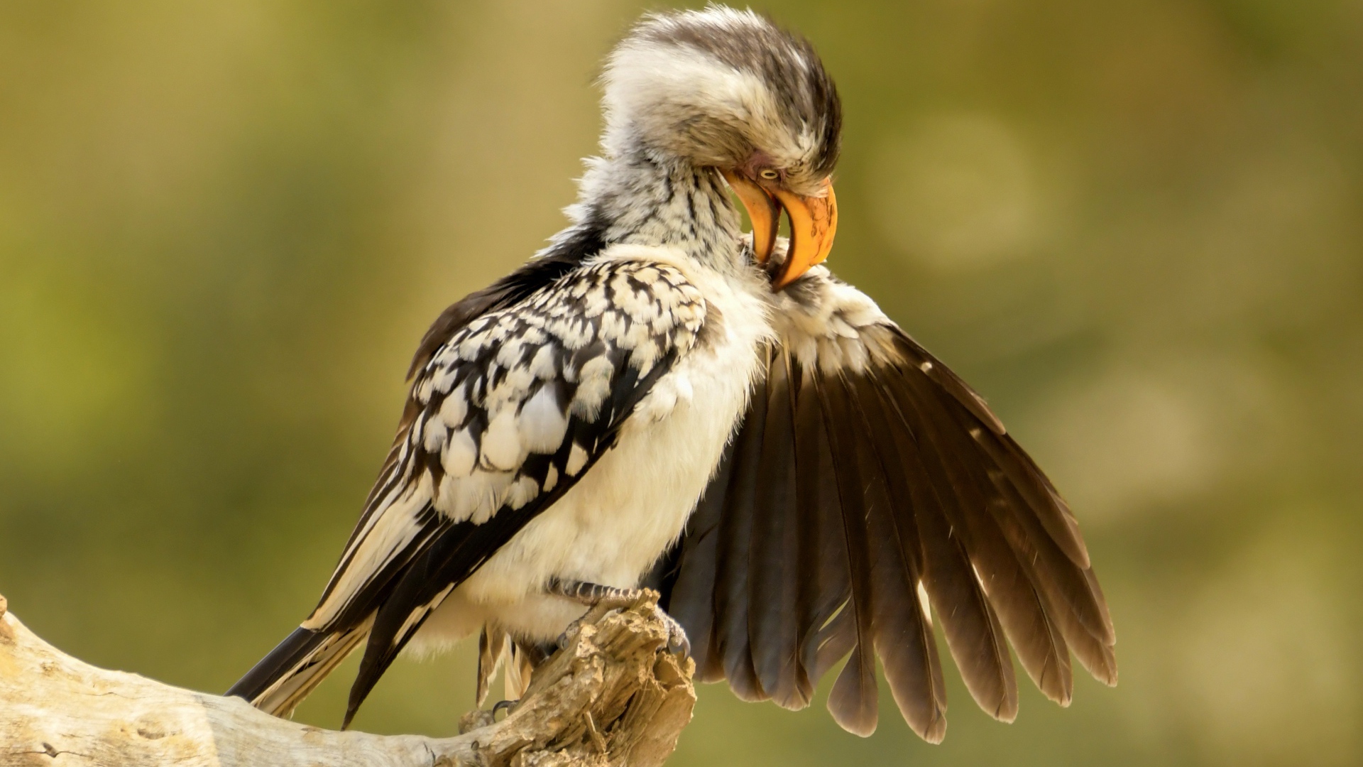 Птица чистит перья на ветке 