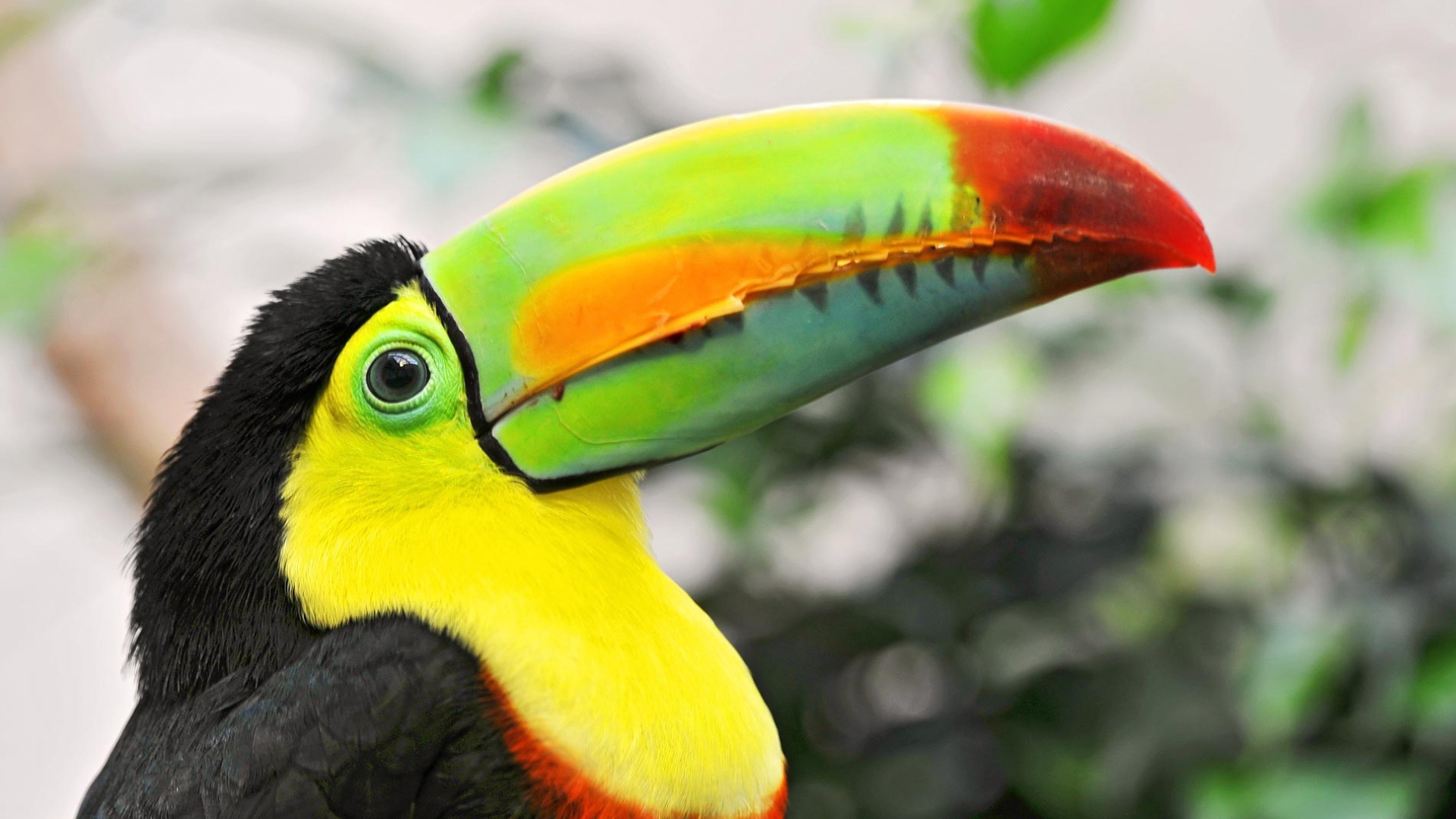 Птица тукан с большим клювом