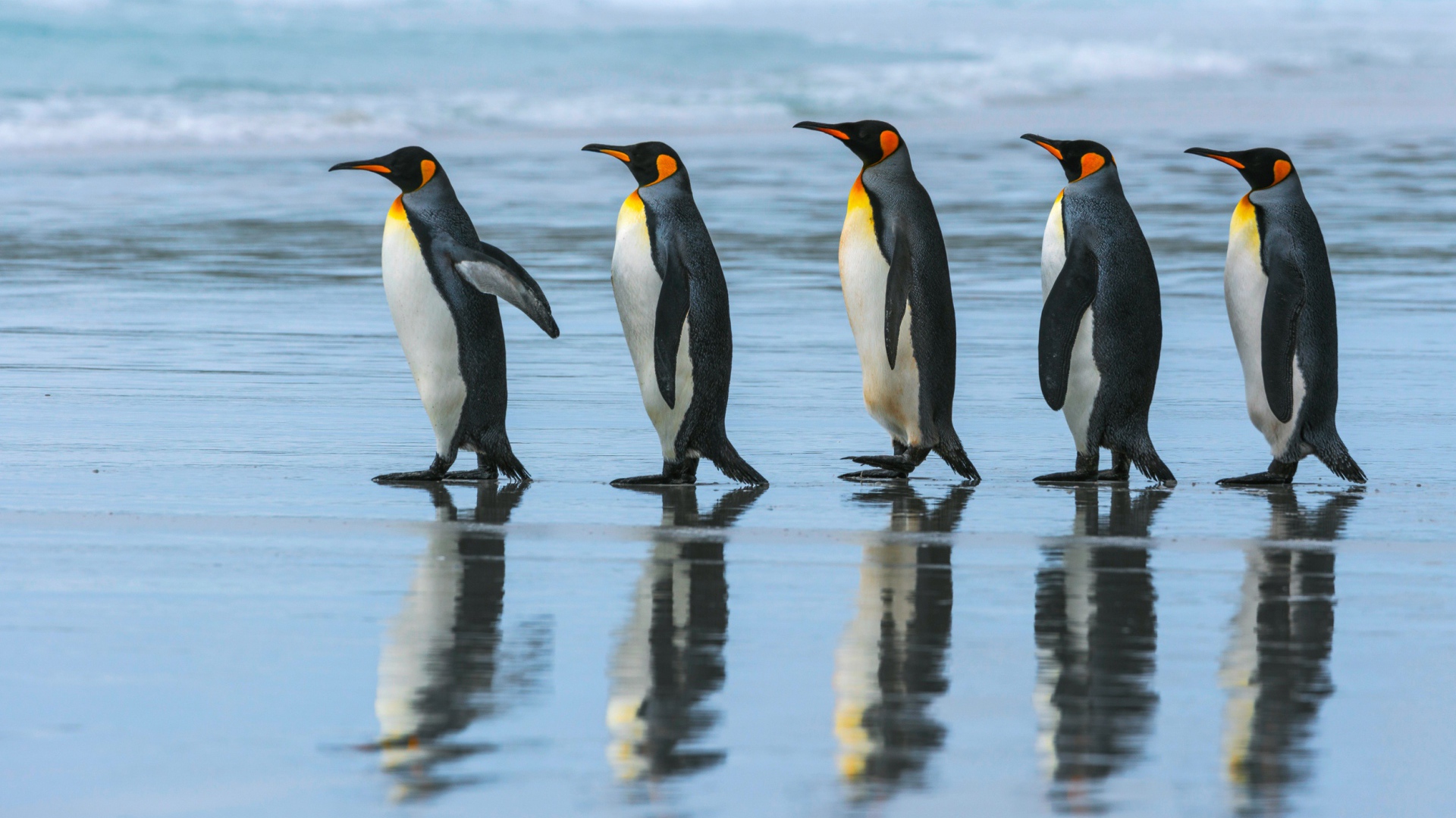Пять пингвинов идут по воде
