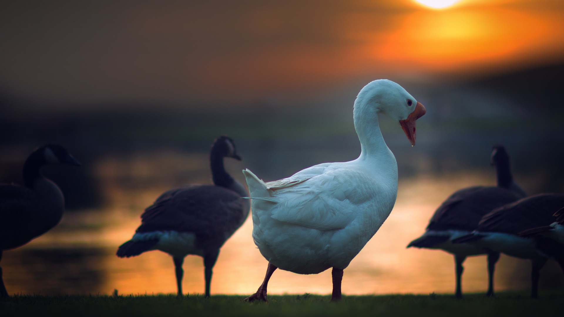 Гуси на фоне солнца на закате