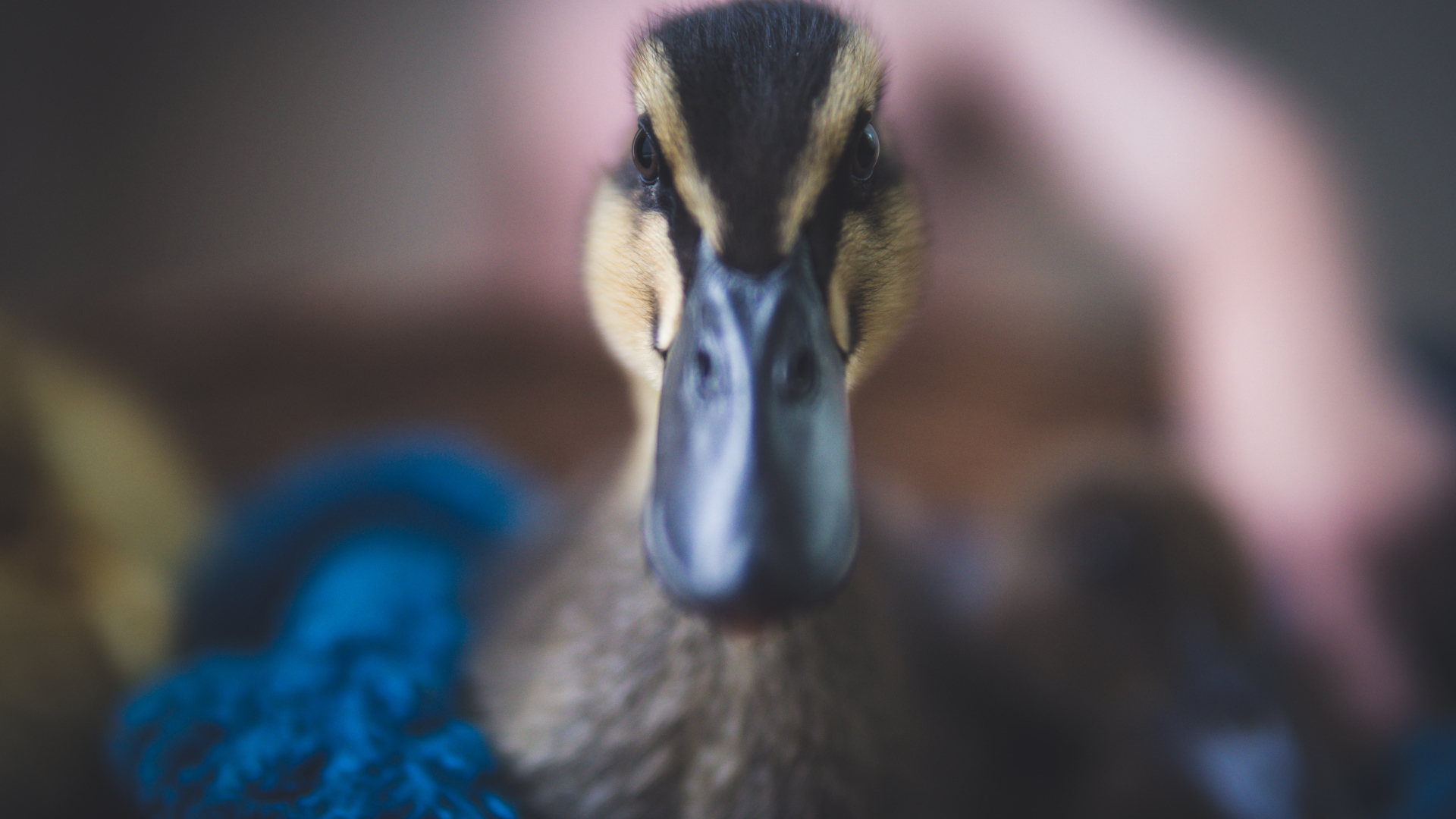 Голова утки крупным планом 