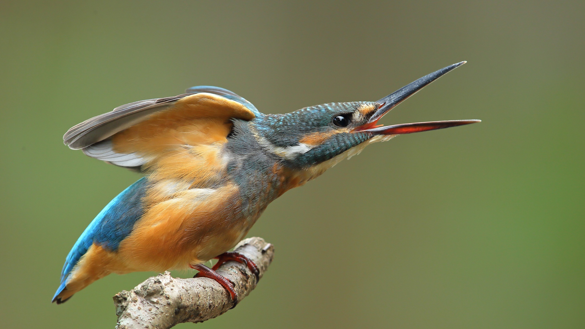 Зимородок с открытым клювом на ветке