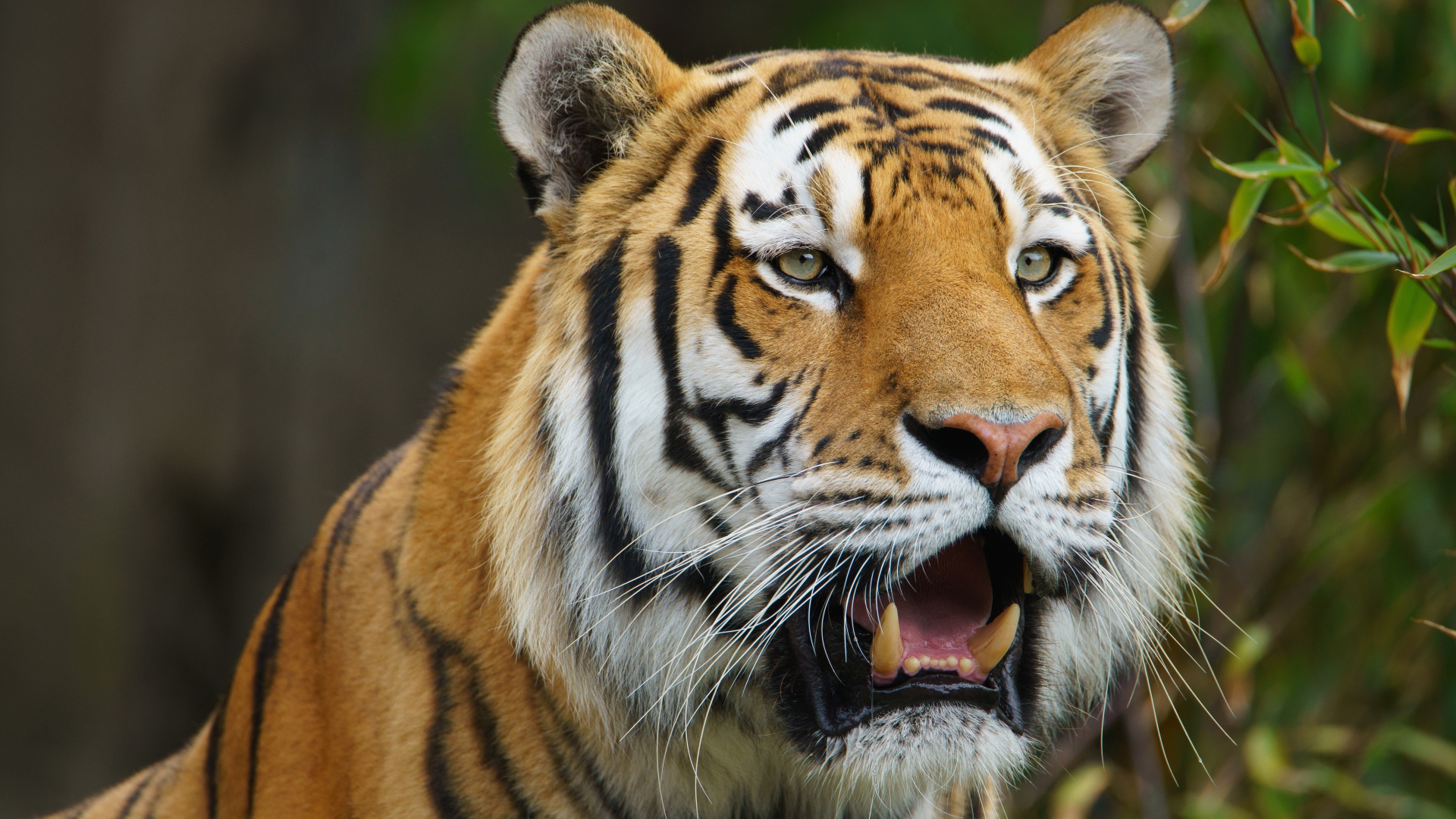 Большой тигр с открытой пастью