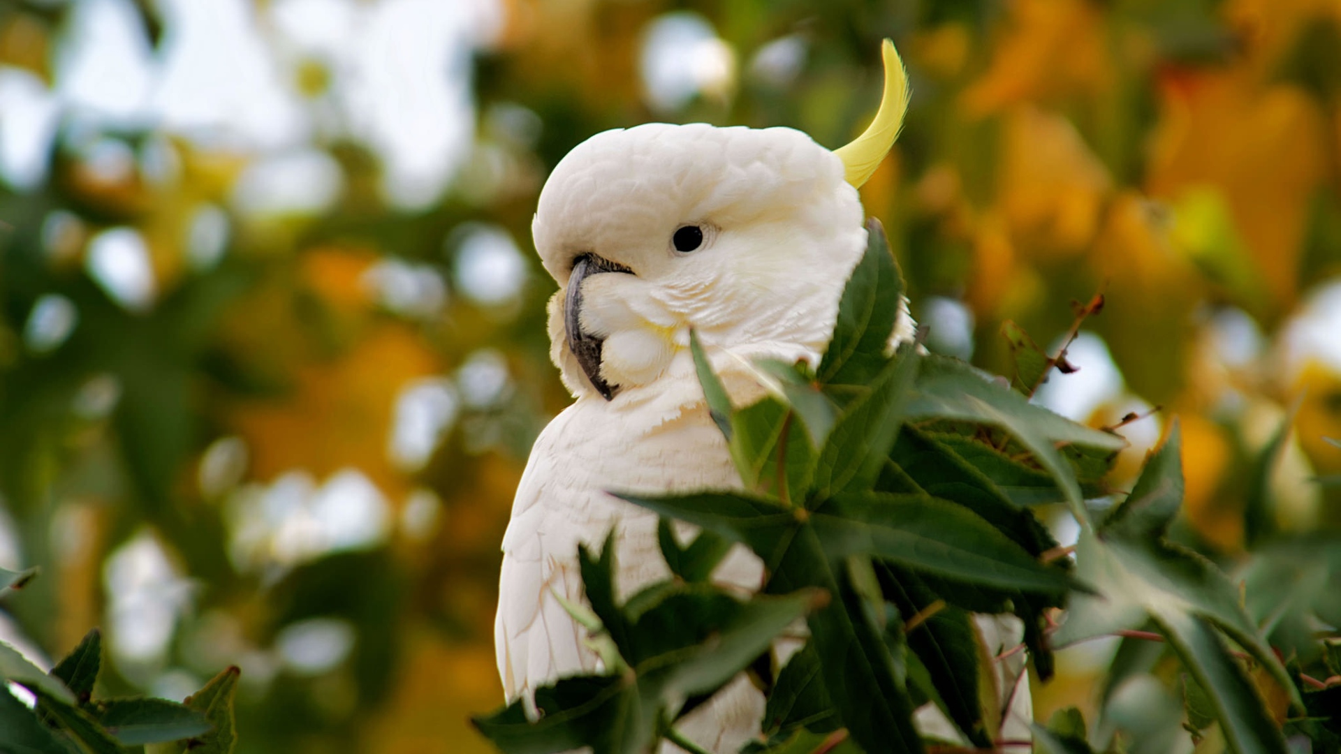 Большой желтохохлый какаду в зеленых листьях 