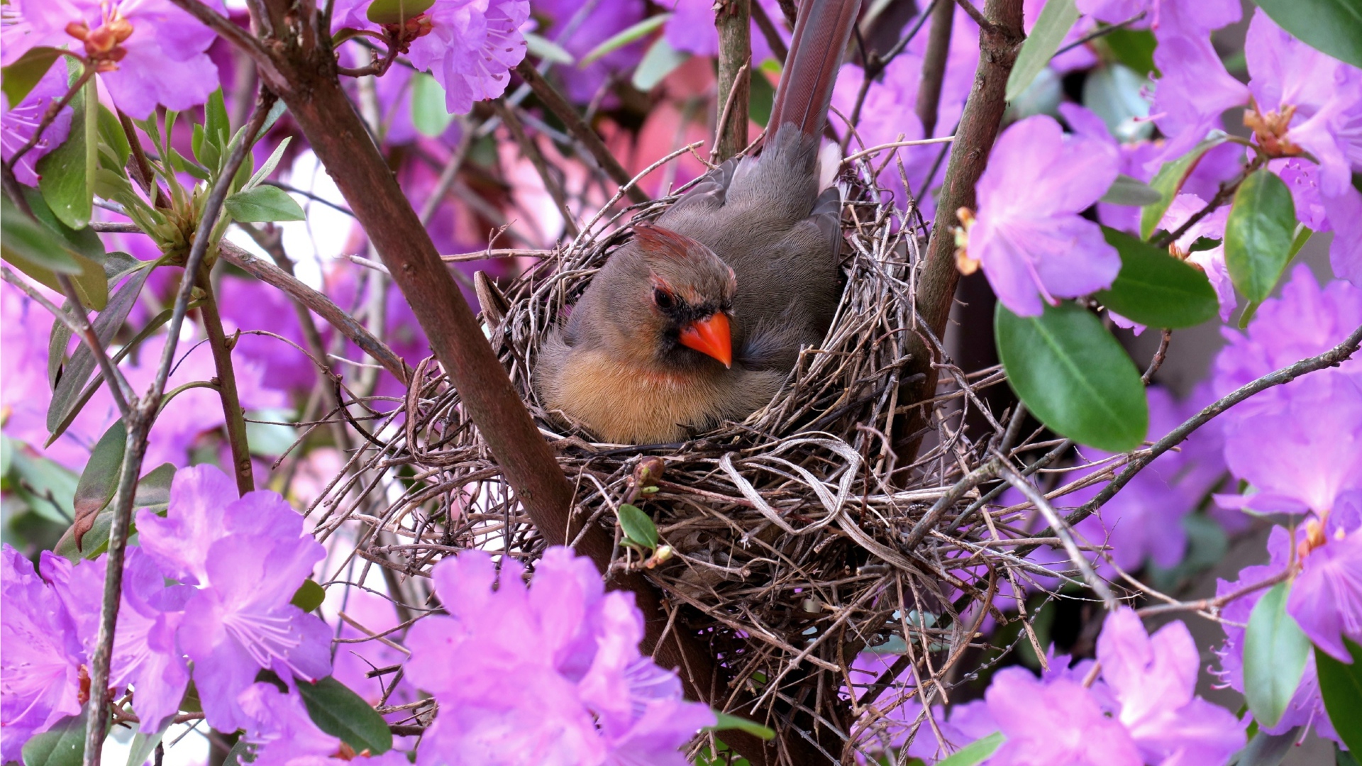 Маленькая птичка кардинал в гнезде среди цветов