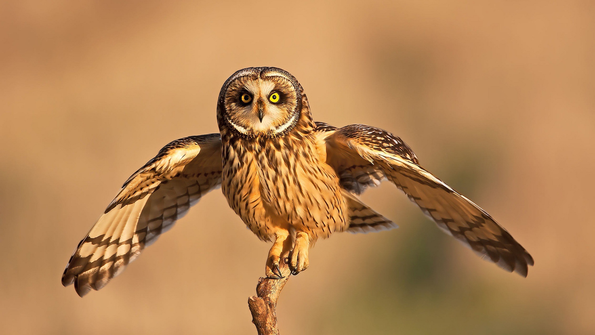 Сова взлетает с ветки 